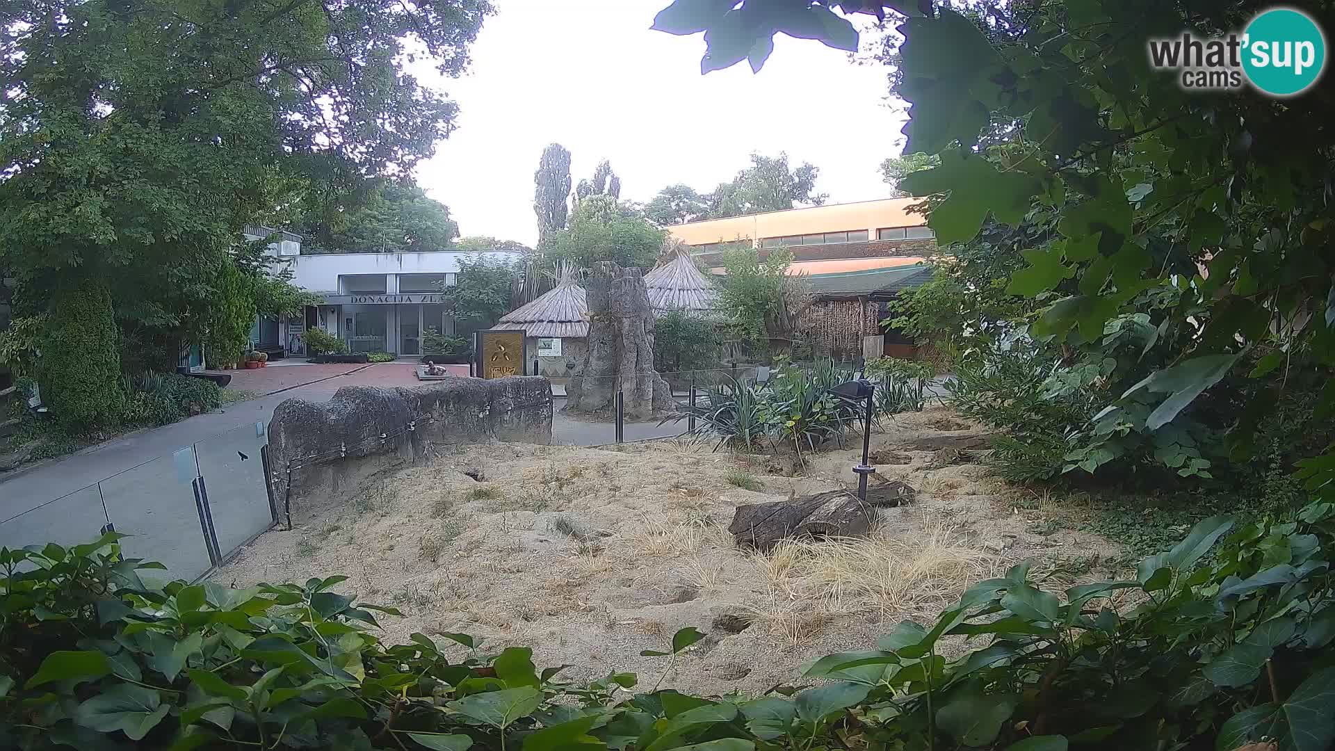 Zoo Zagreb – Suricate