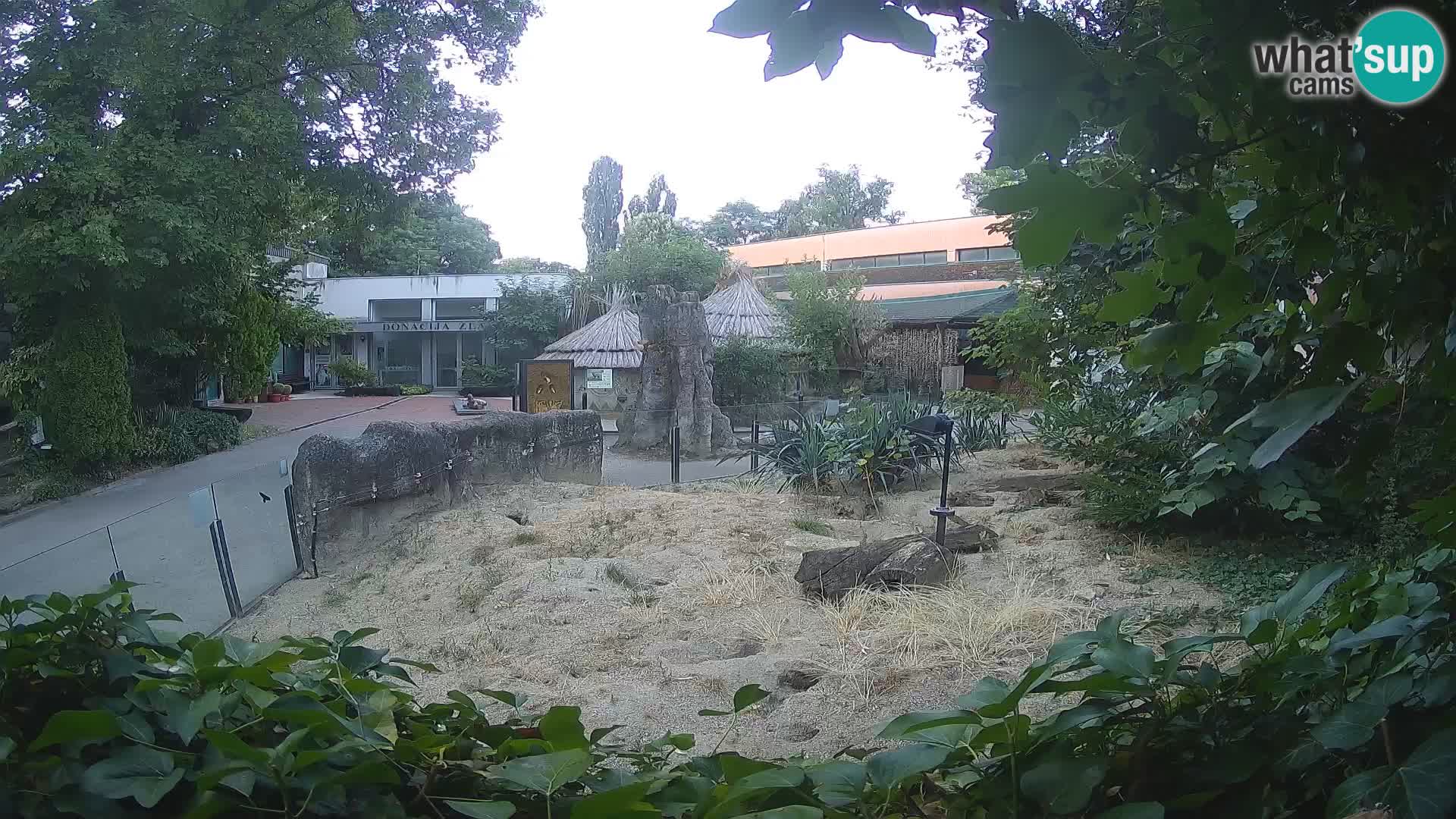 Zoo Zagreb – Suricate