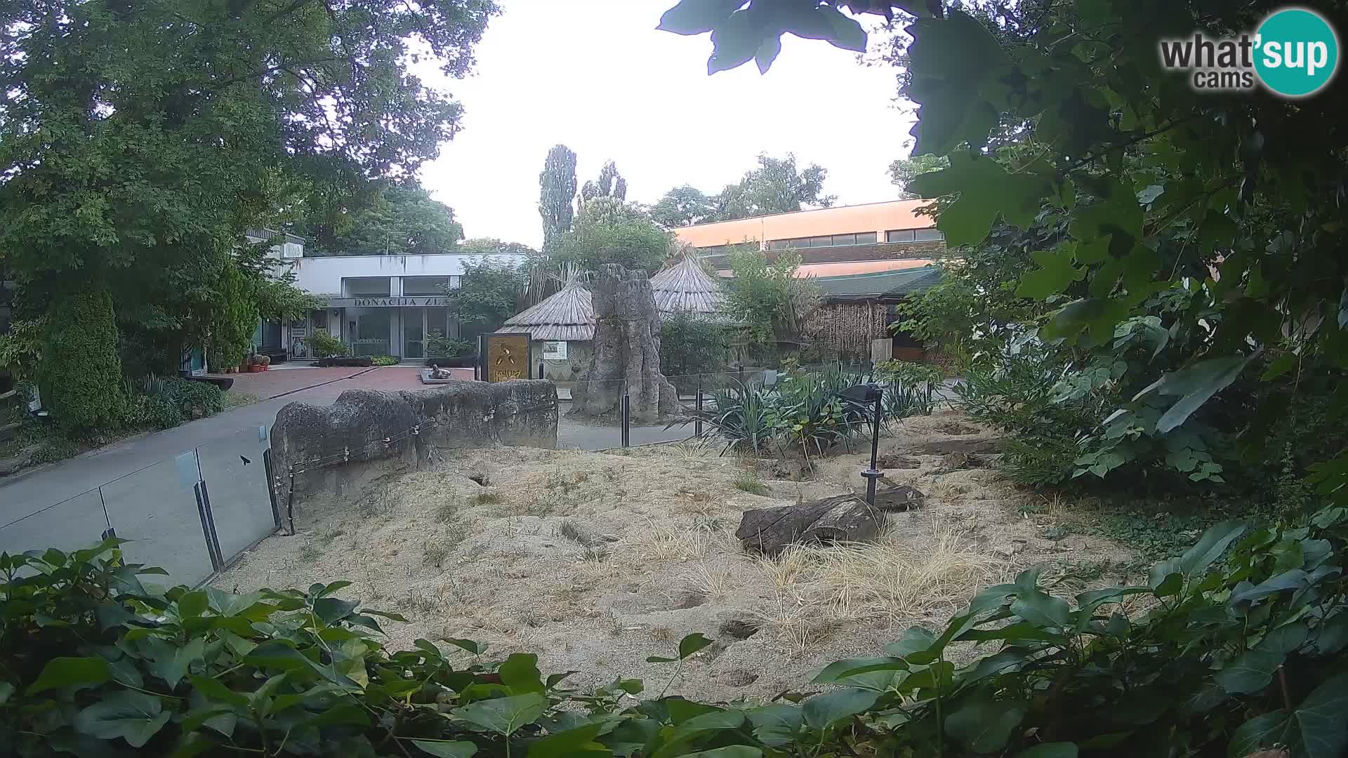 Zoo Zagreb – Suricata