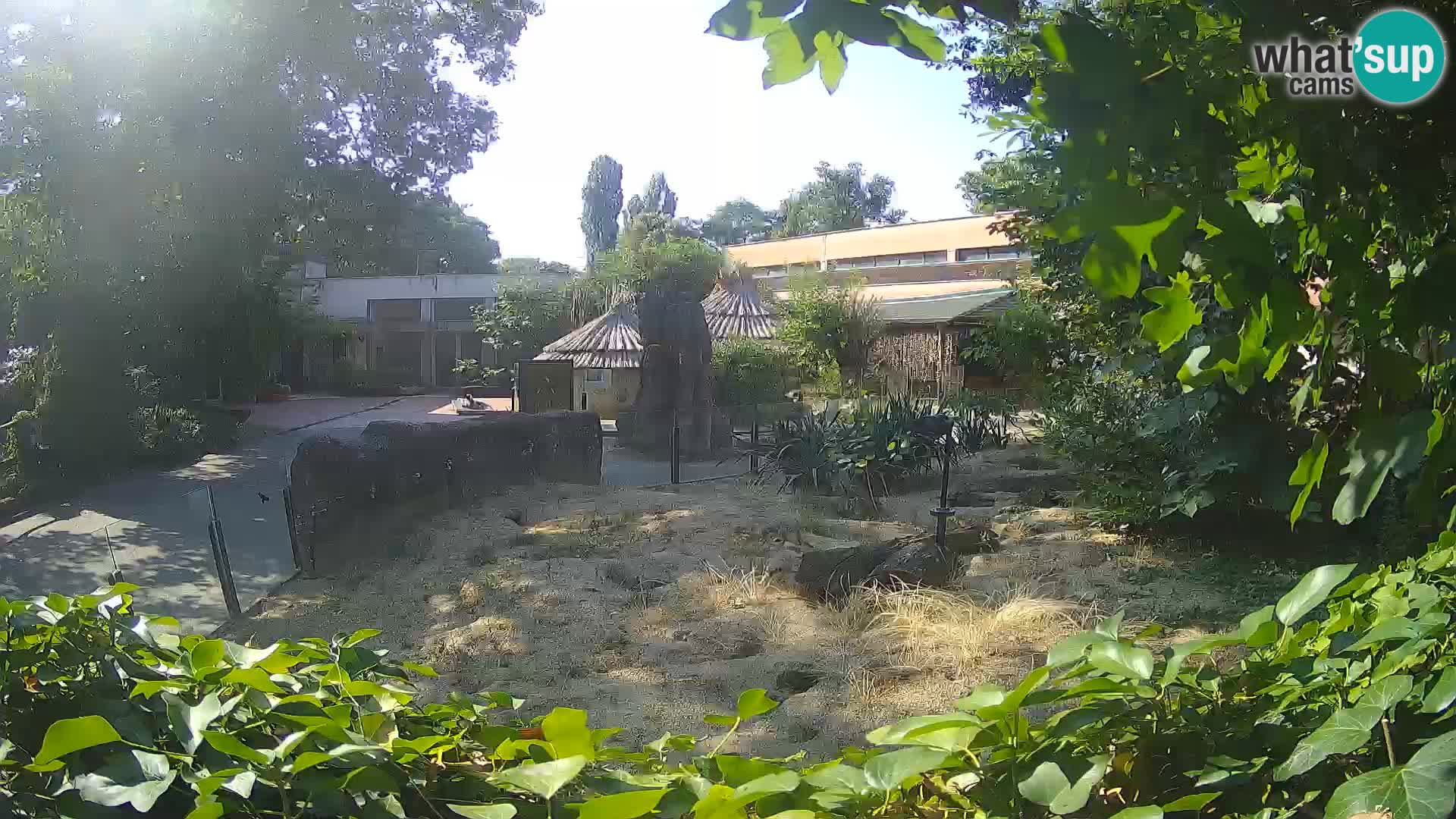 Zoo Zagreb – Surikate