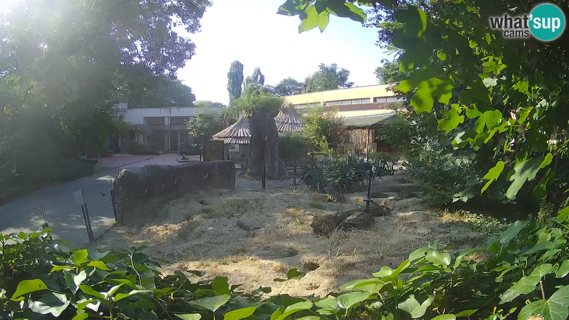 Zoo Zagreb – Surikate