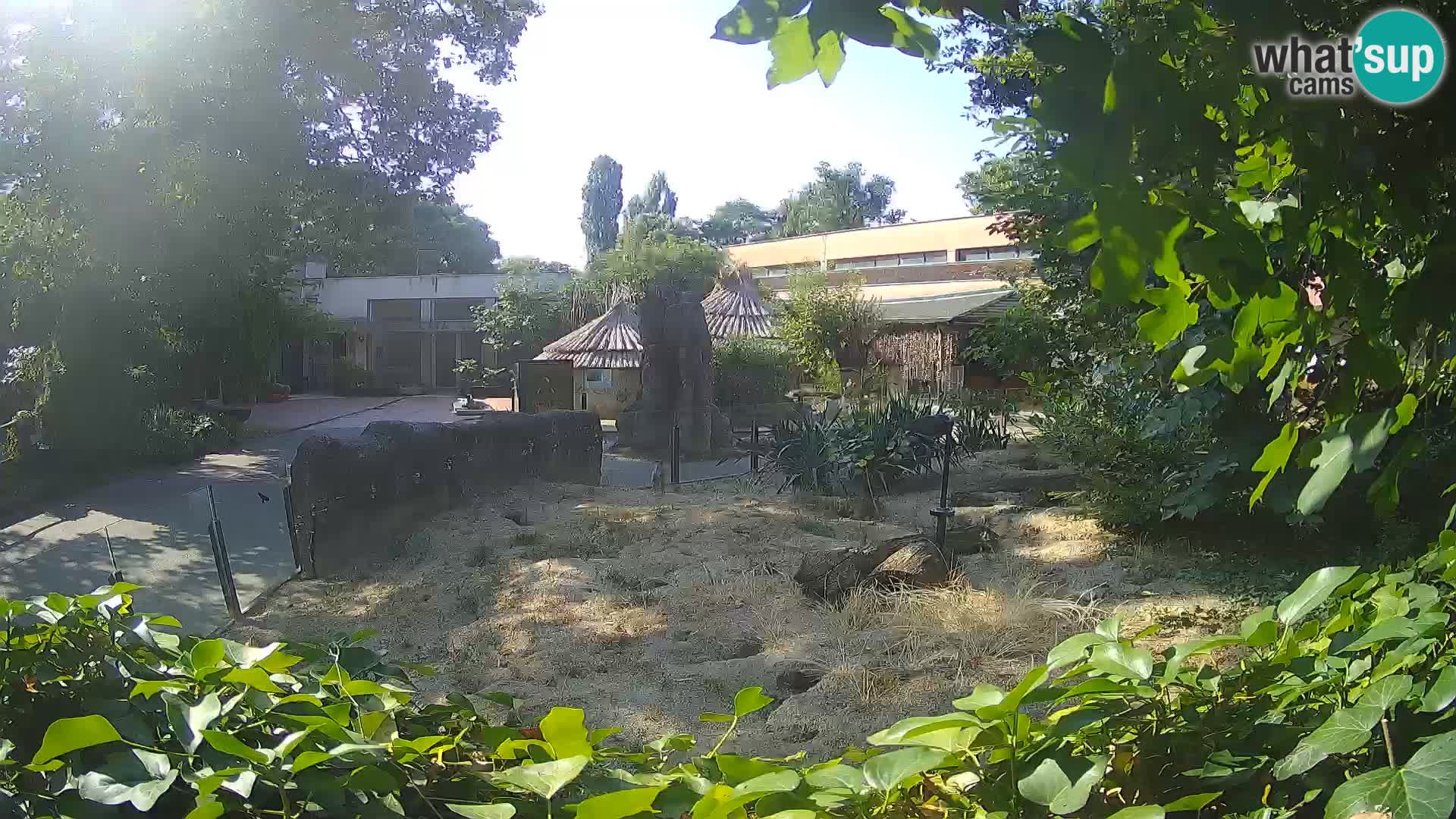 Zoo Zagreb – Suricata