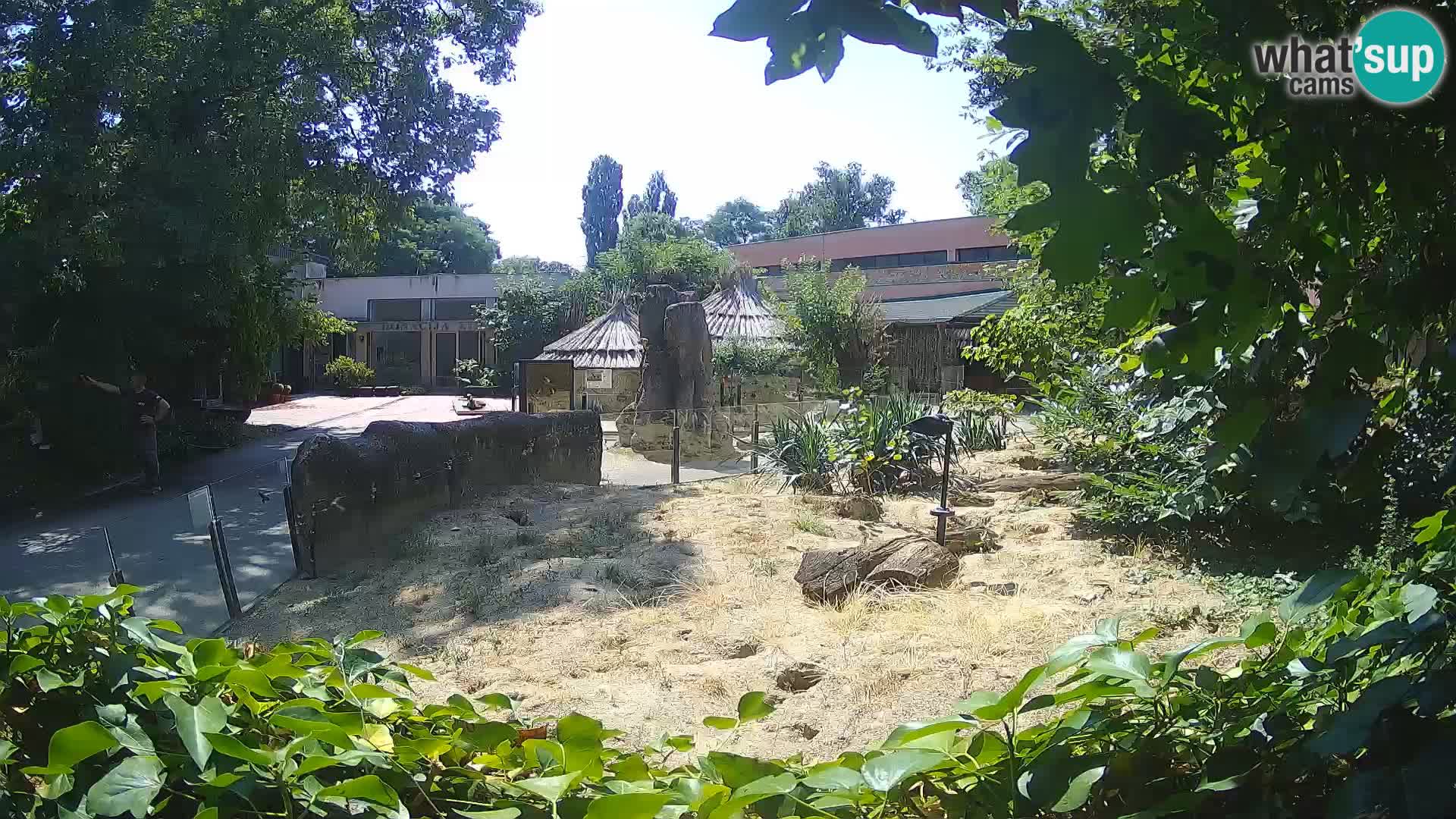 Zoo Zagreb – Suricate