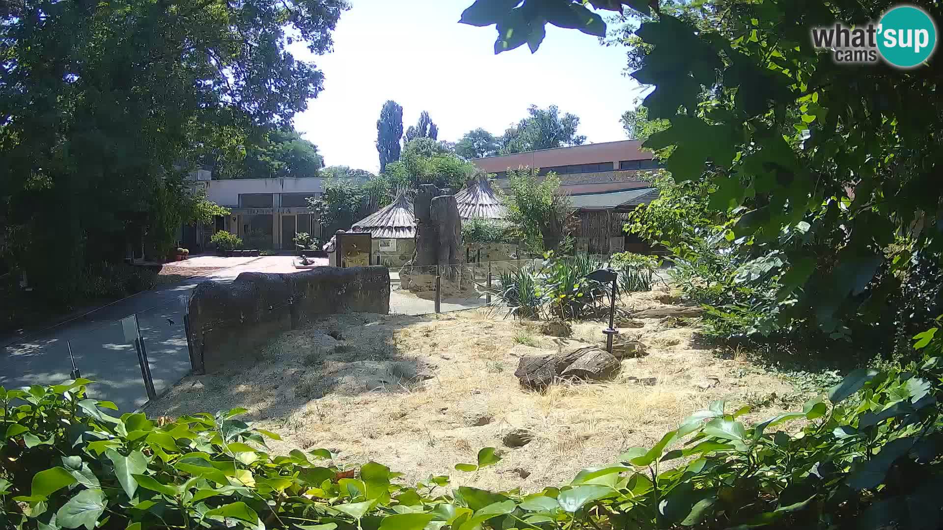 Zoo Zagreb – Suricata