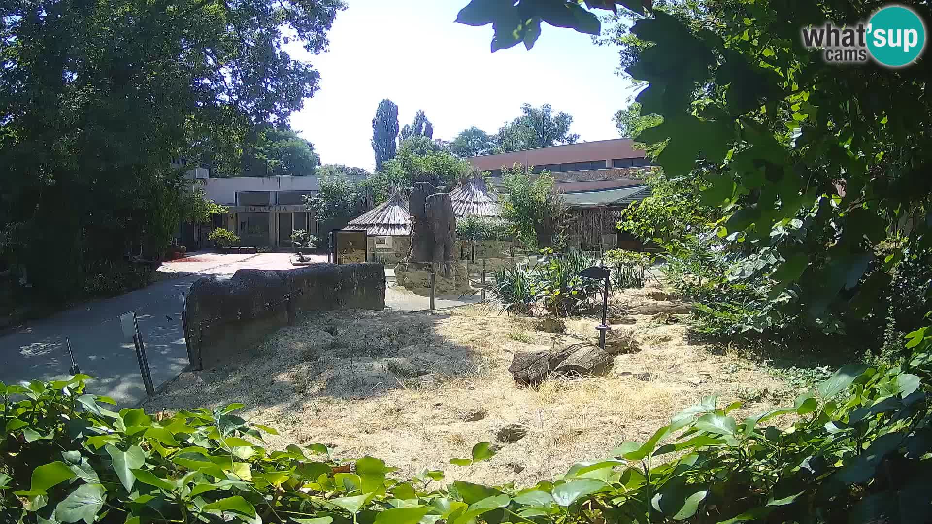 Zoo Zagreb – Surikate