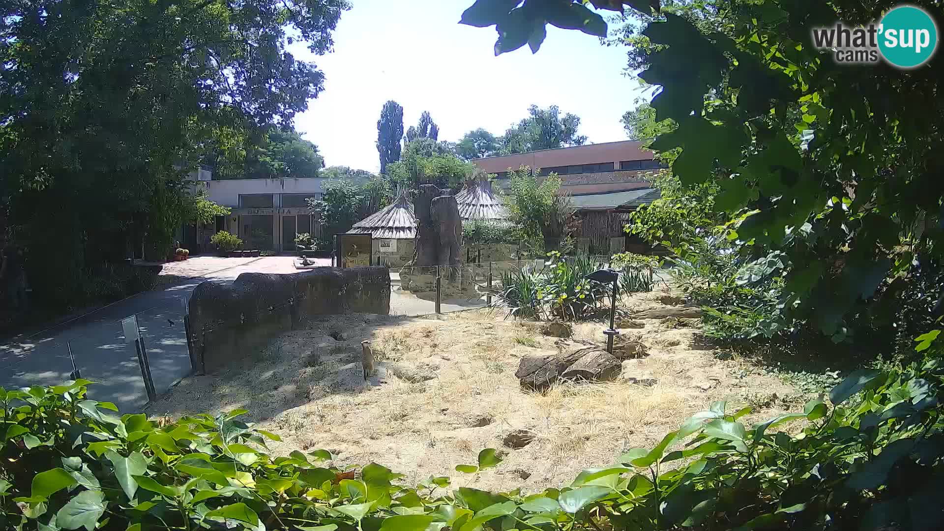 Zoo Zagreb – Surikate