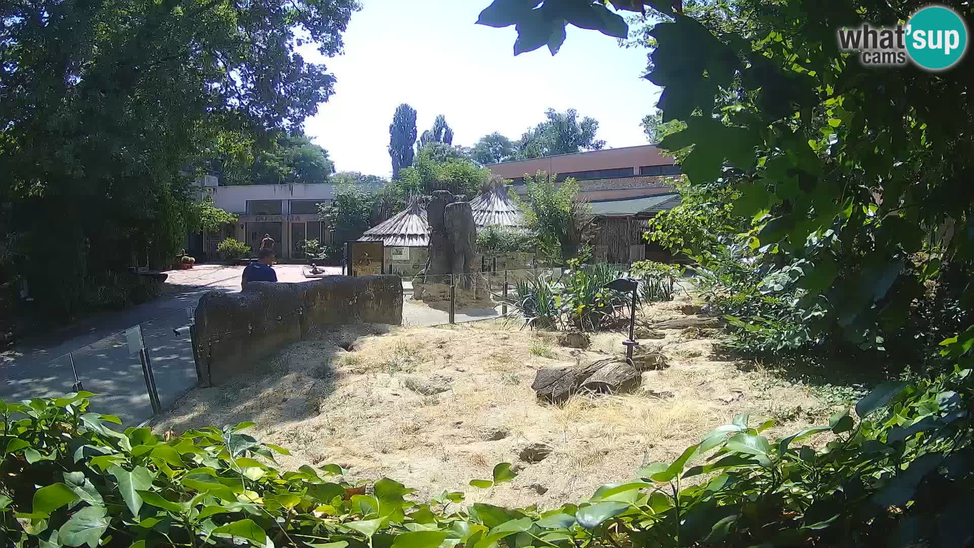 Zoo Zagreb – Merkat