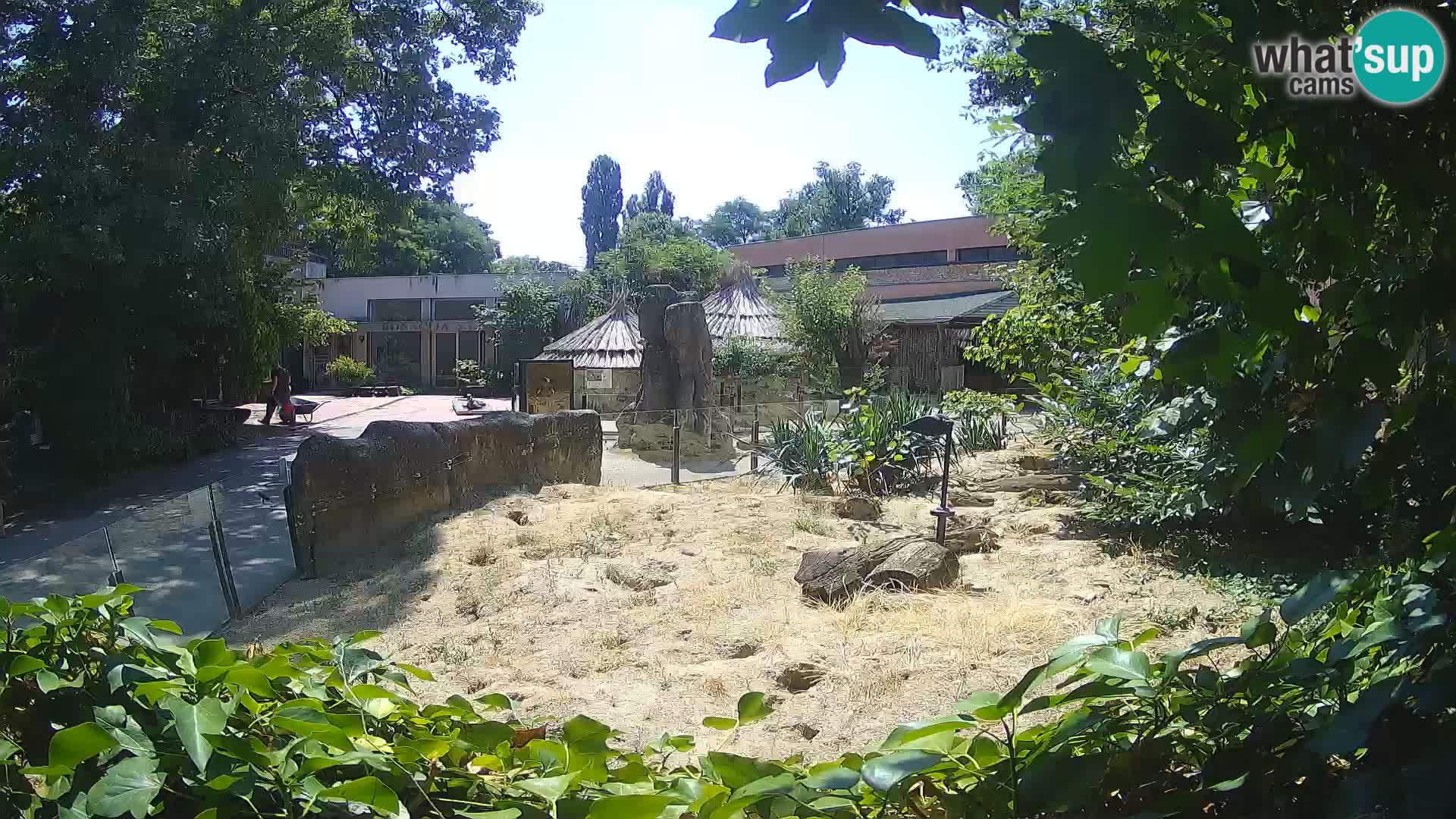 Zoo Zagreb – Suricata