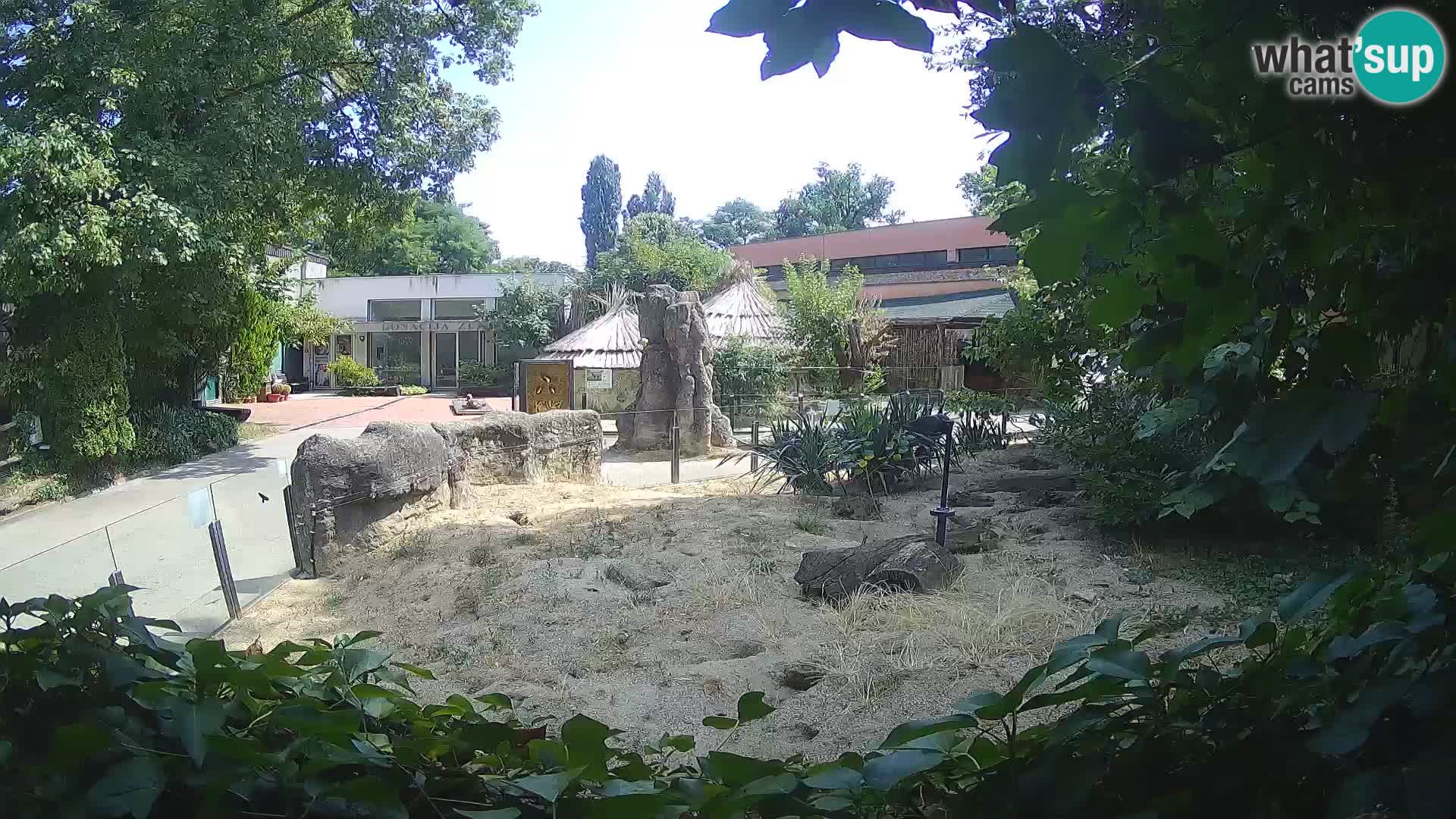 Zoo Zagreb – Surikate