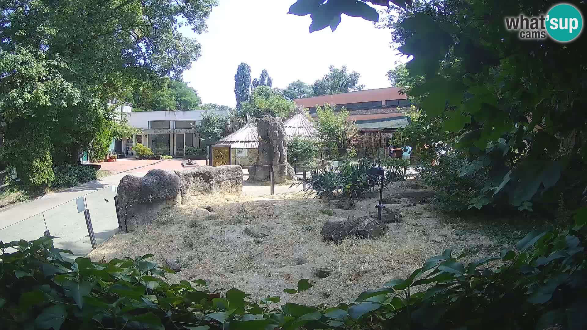 Zoo Zagreb – Merkat