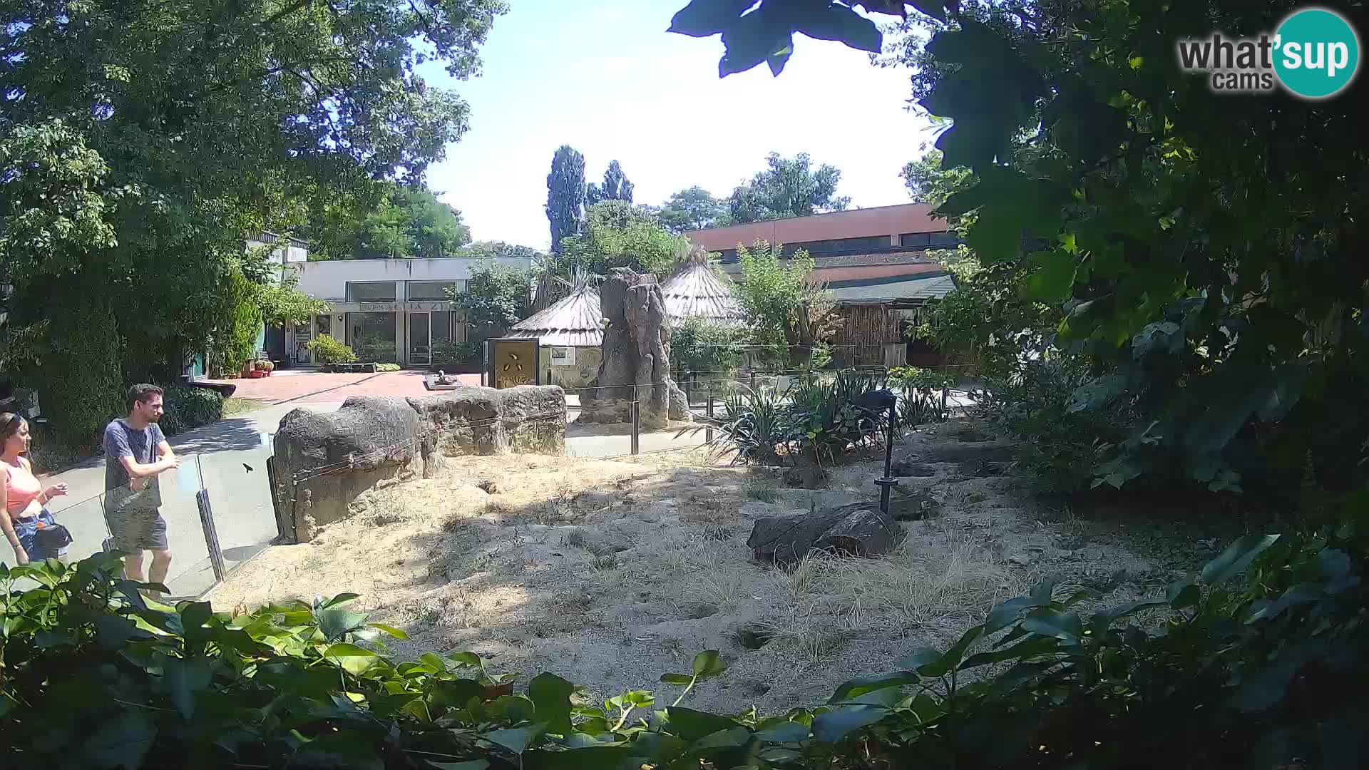 Zoo Zagreb – Surikate