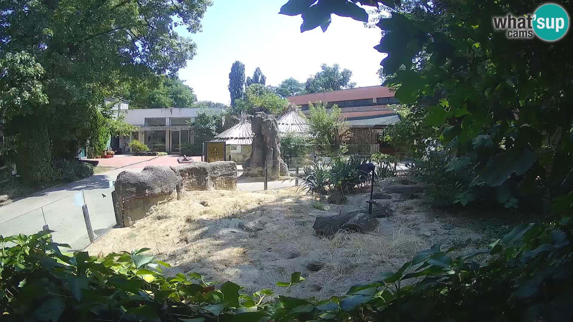 Zoo Zagreb – Merkat