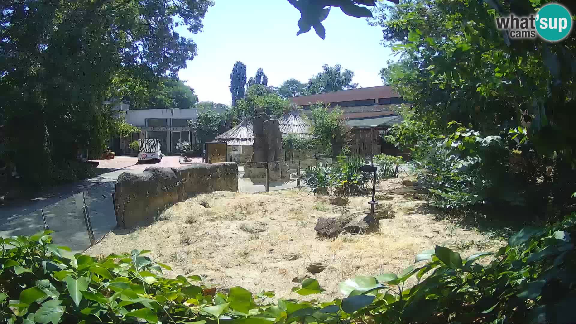 Zoo Zagreb – Suricata