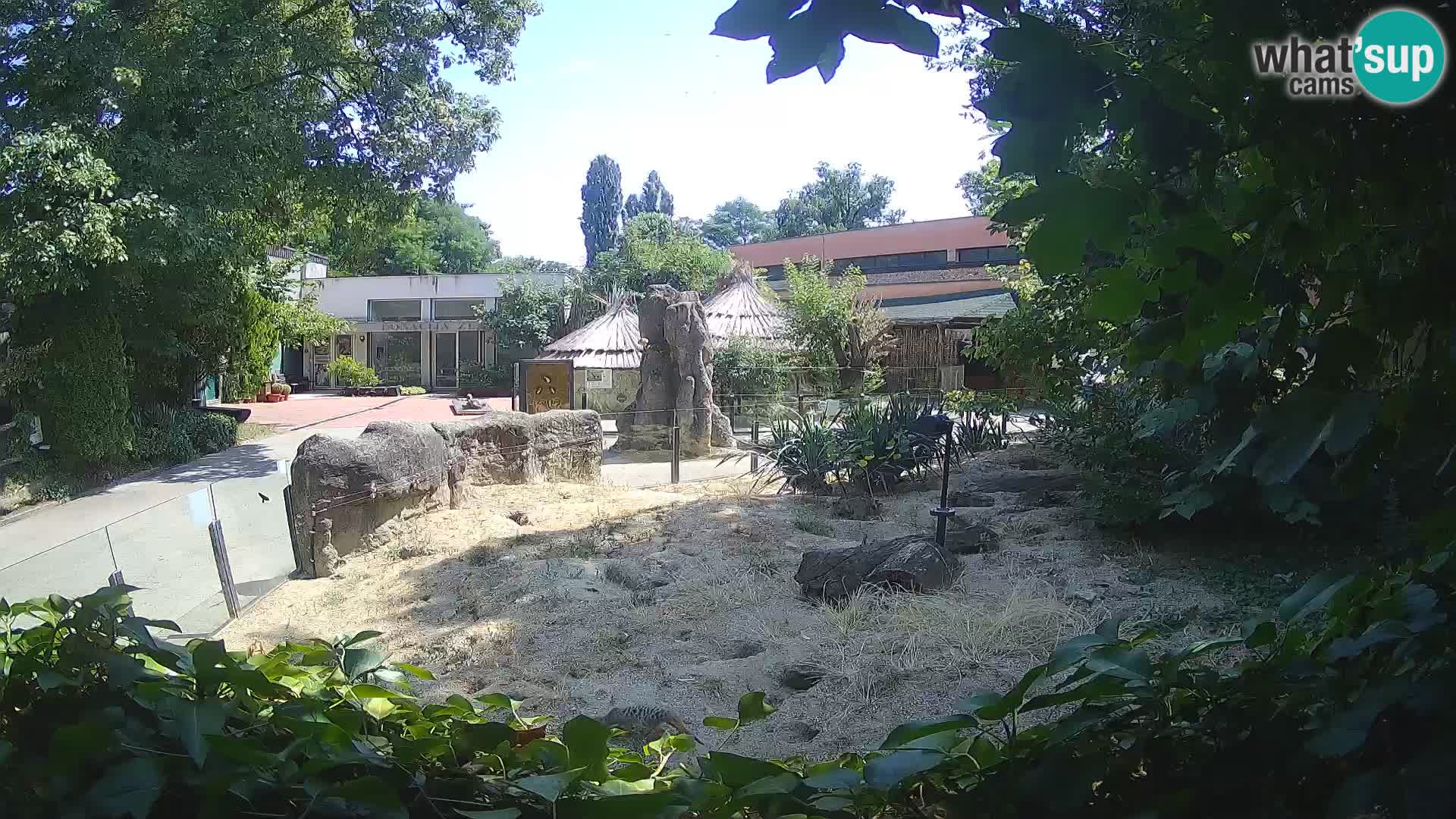 Zoo Zagreb – Suricata