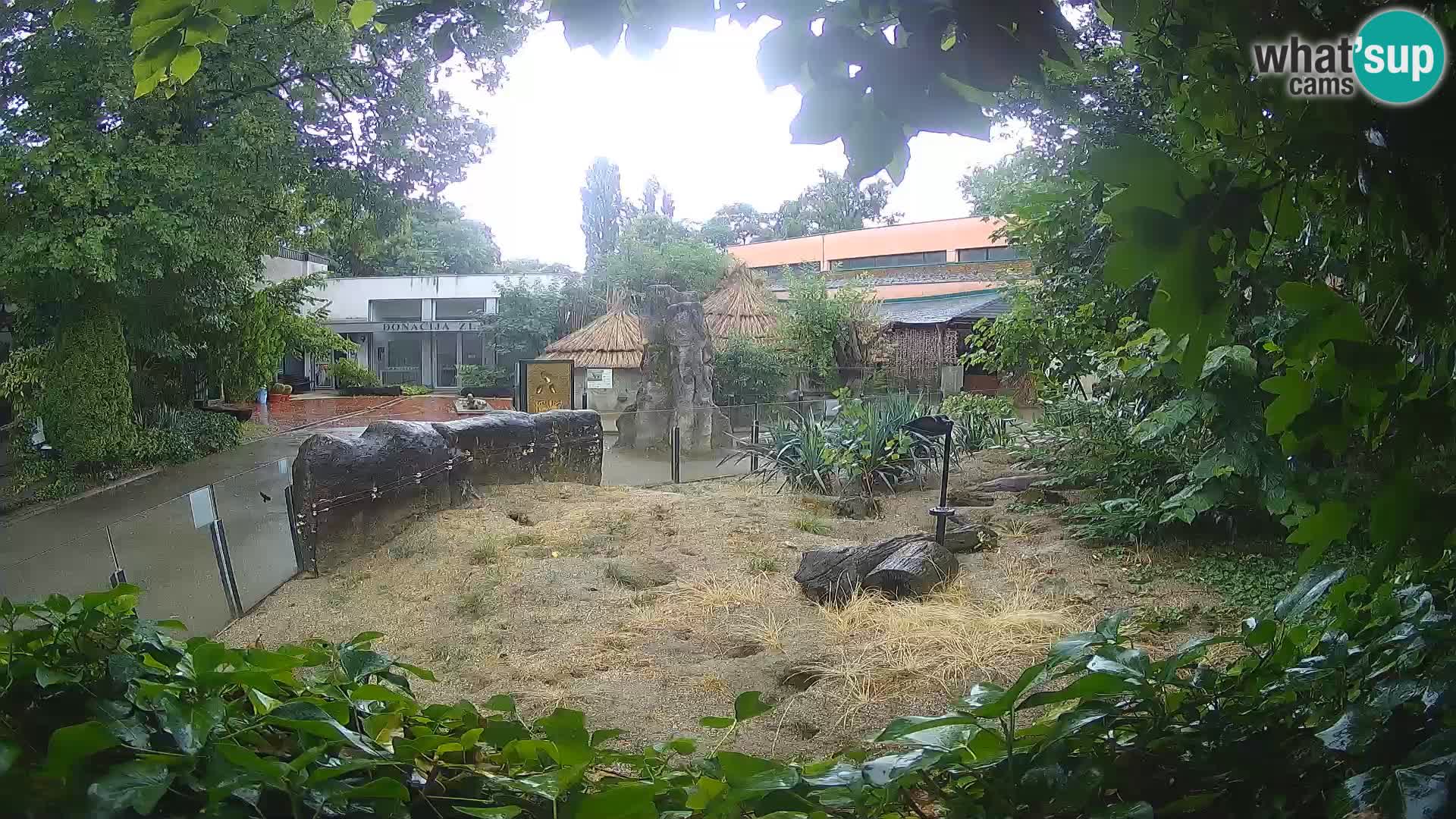 Zoo Zagreb – Meerkat (Suricate)