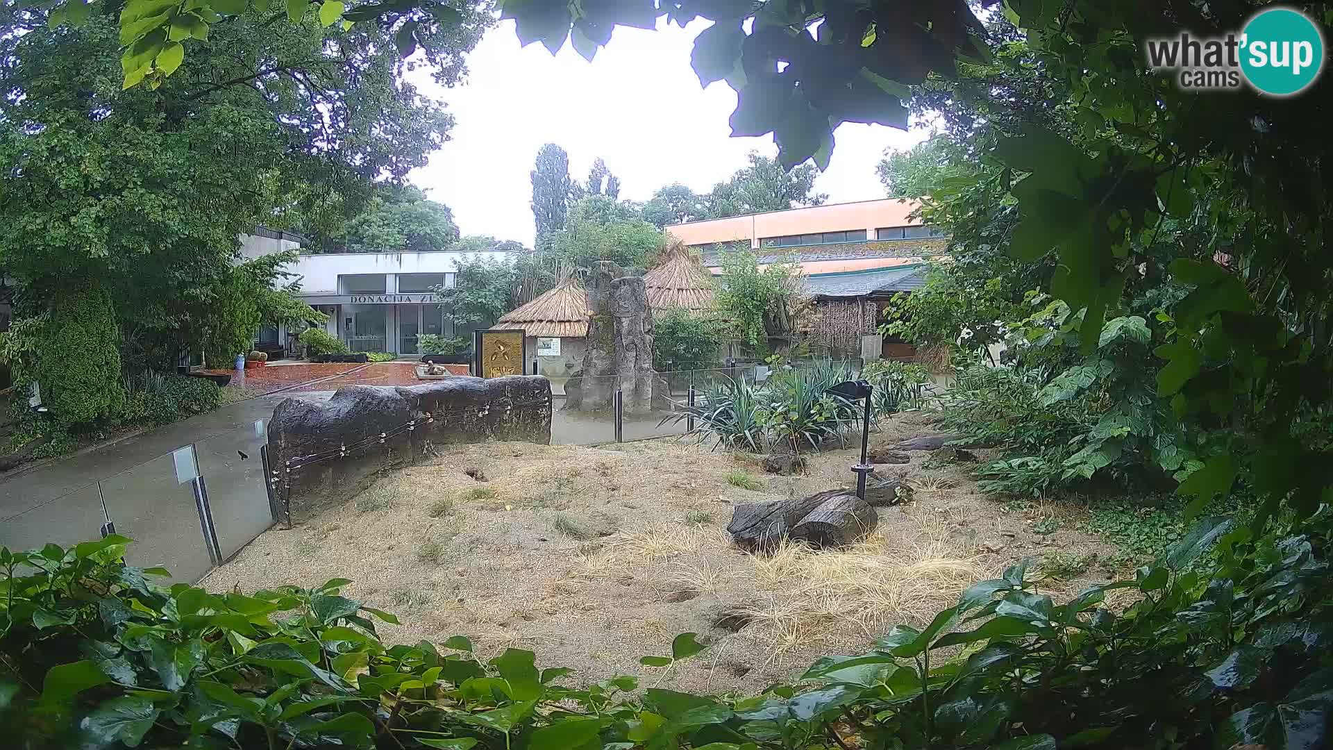 Zoo Zagreb – Surikate