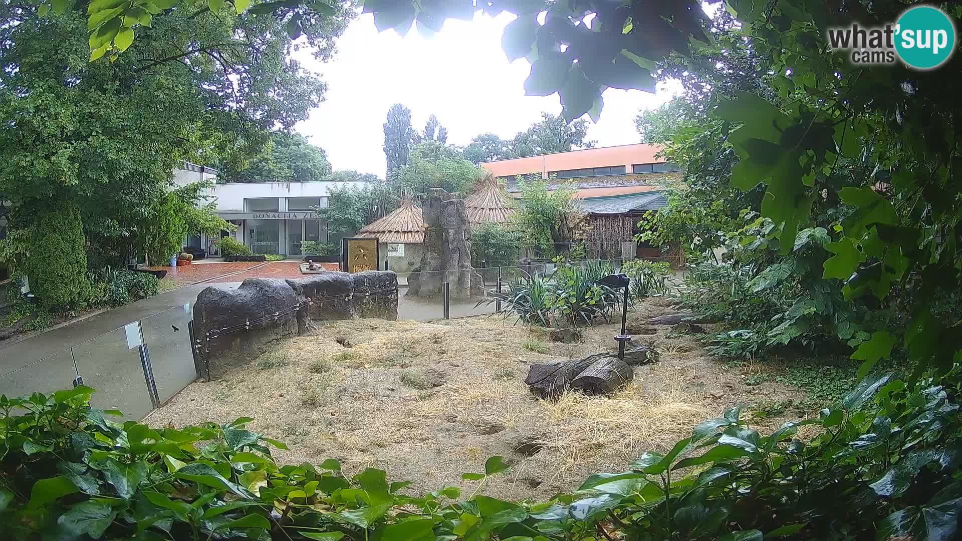 Zoo Zagreb – Suricata