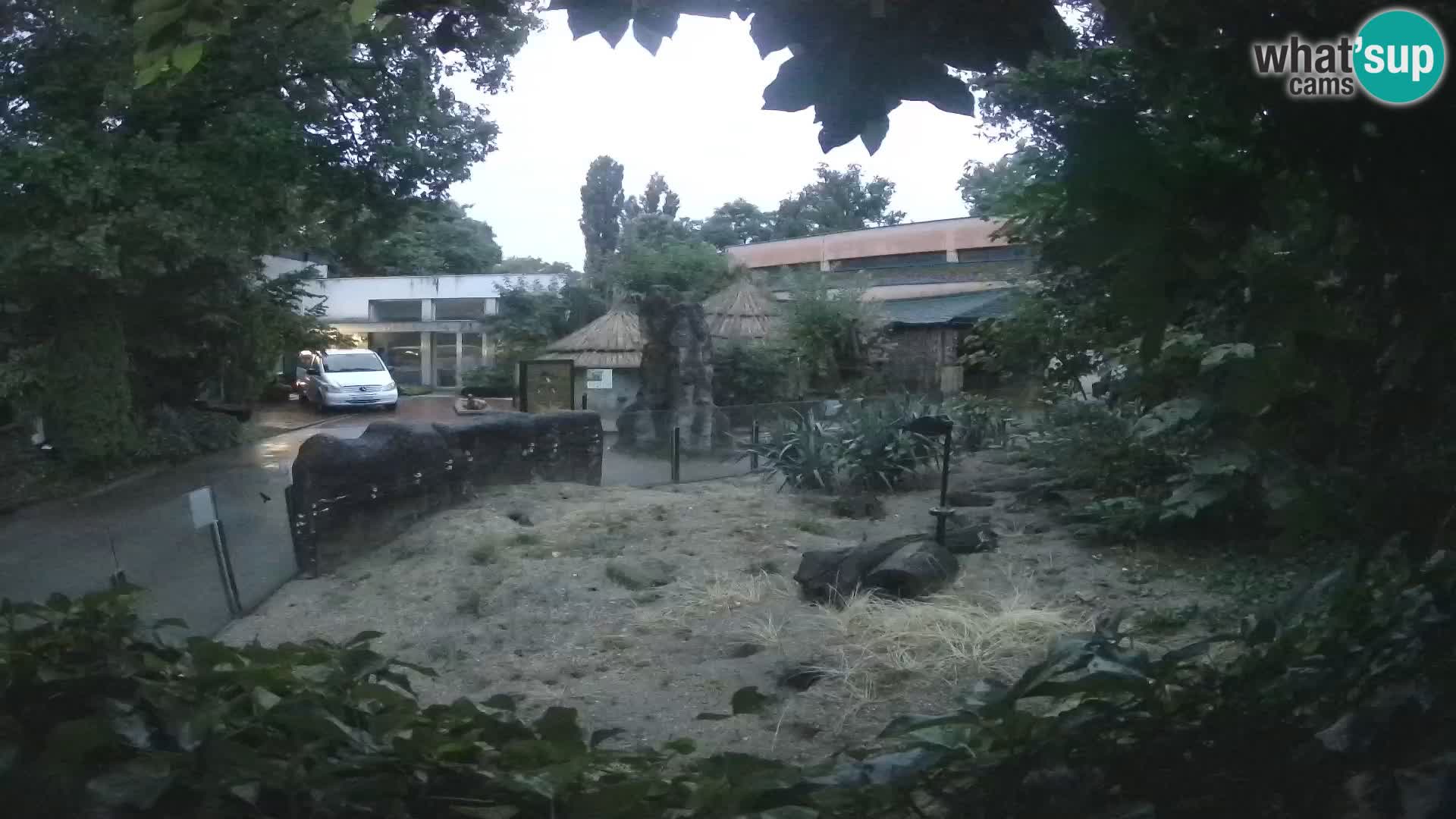 Zoo Zagreb – Suricate