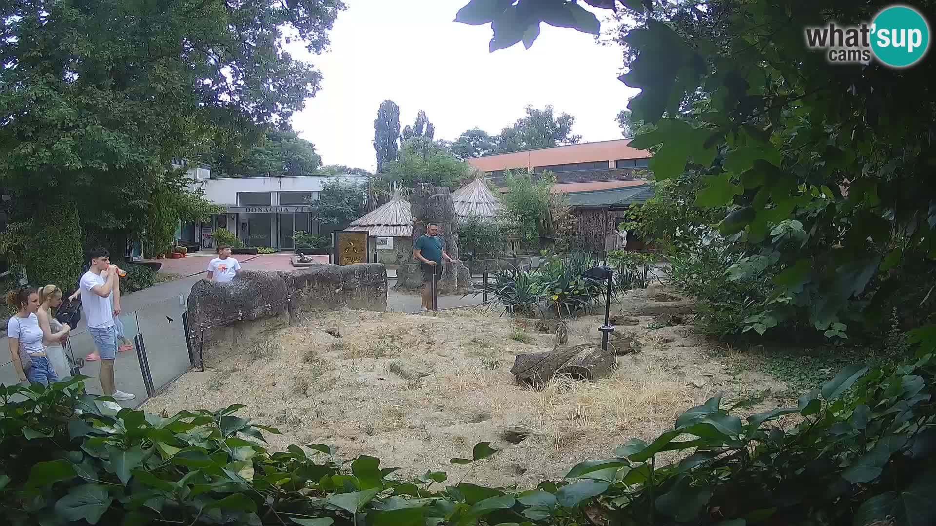 Zoo Zagreb – Merkat