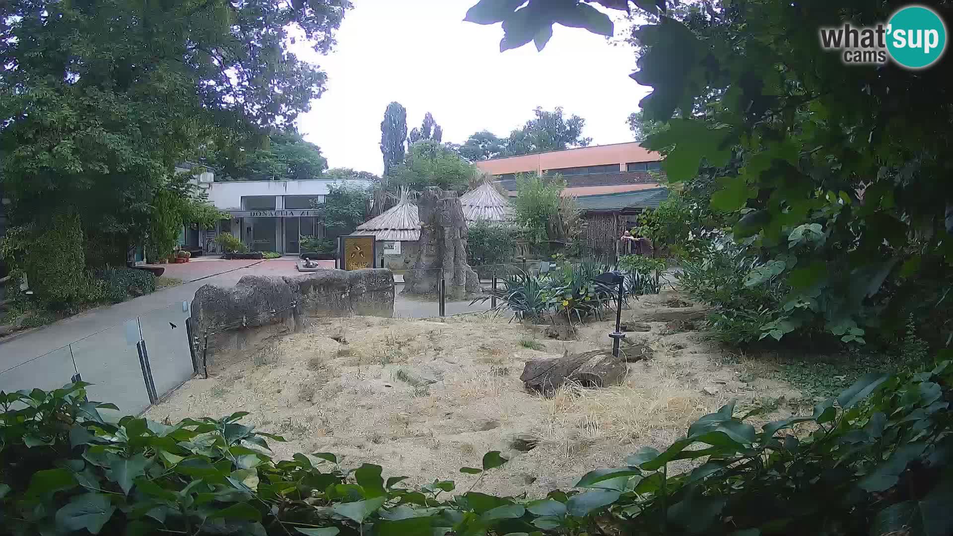 Zoo Zagreb – Suricata