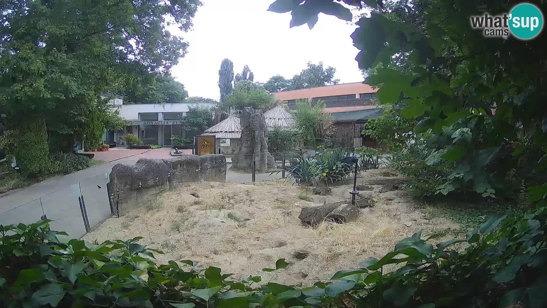 Zoo Zagreb – Suricata