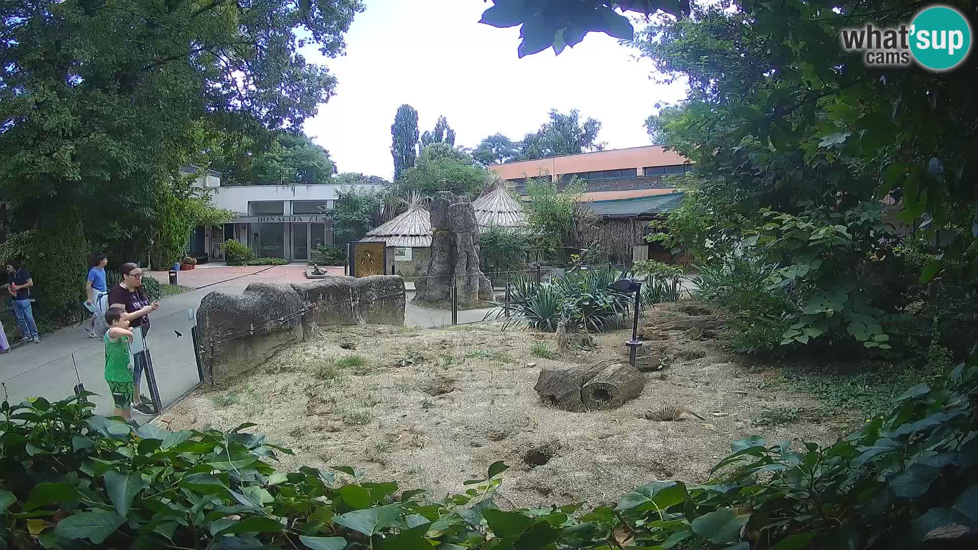 Zoo Zagreb – Erdmännchen