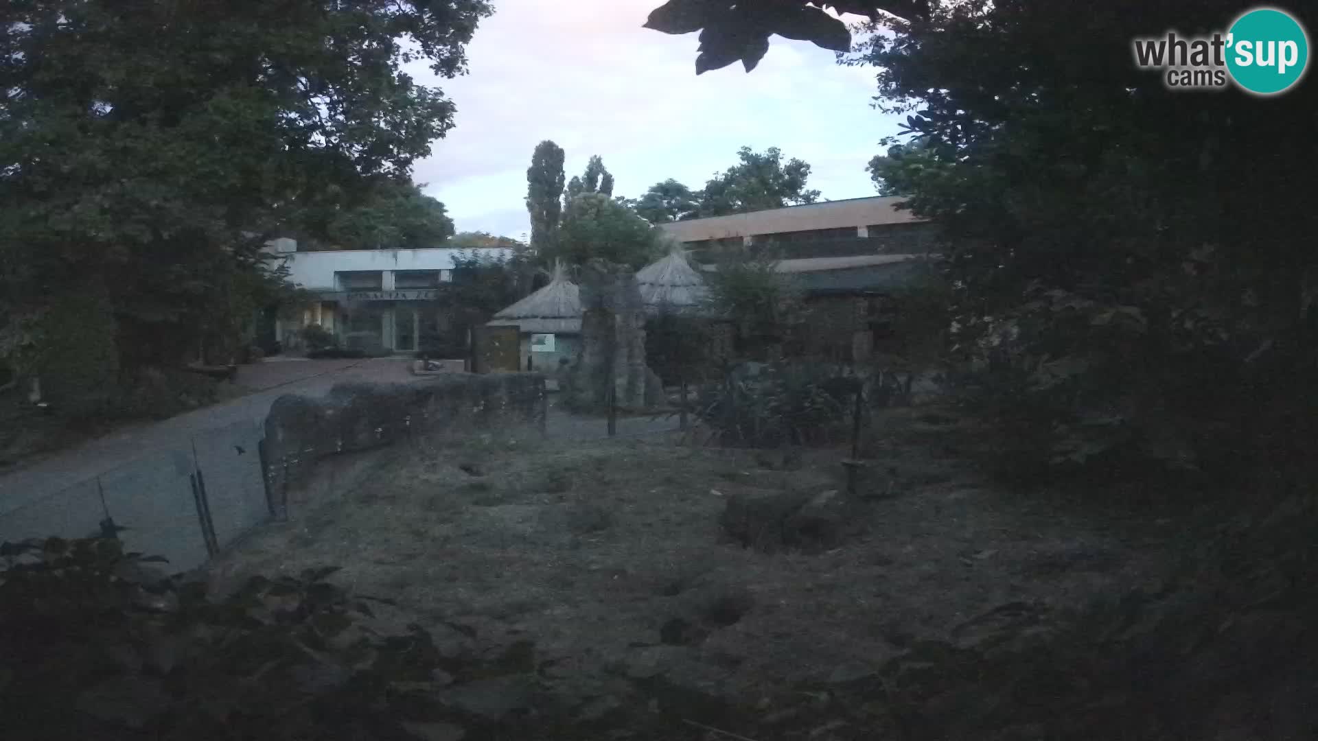Zoo Zagreb – Suricata