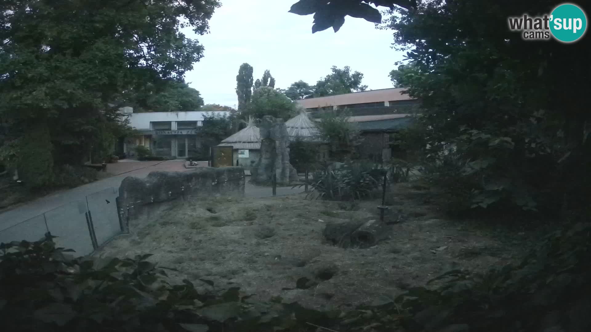 Zoo Zagreb – Suricate