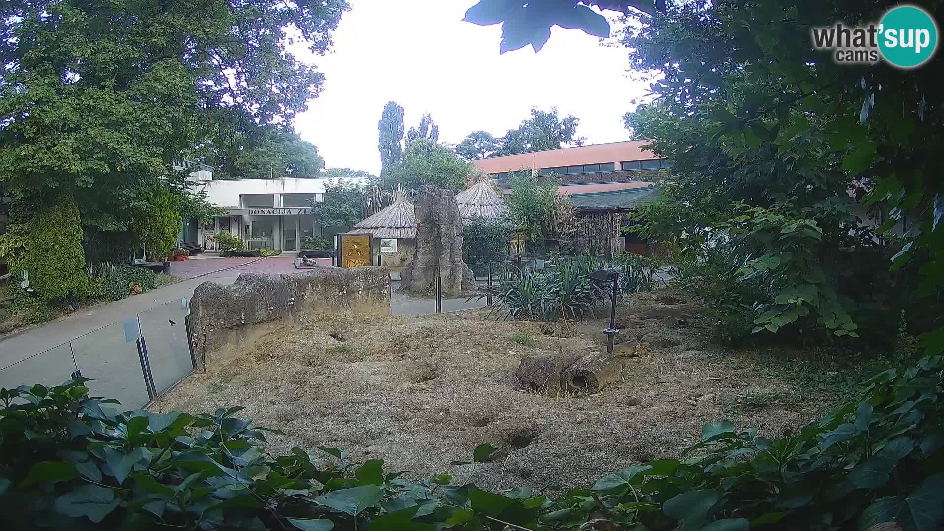 Zoo Zagreb – Meerkat (Suricate)
