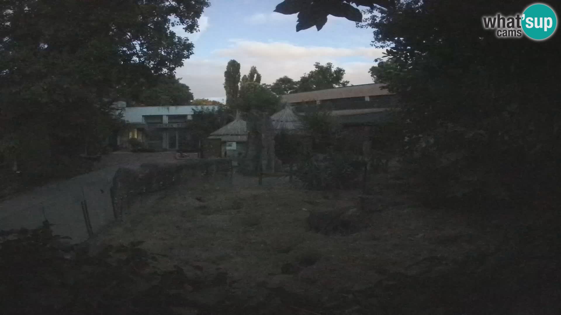Zoo Zagreb – Merkat
