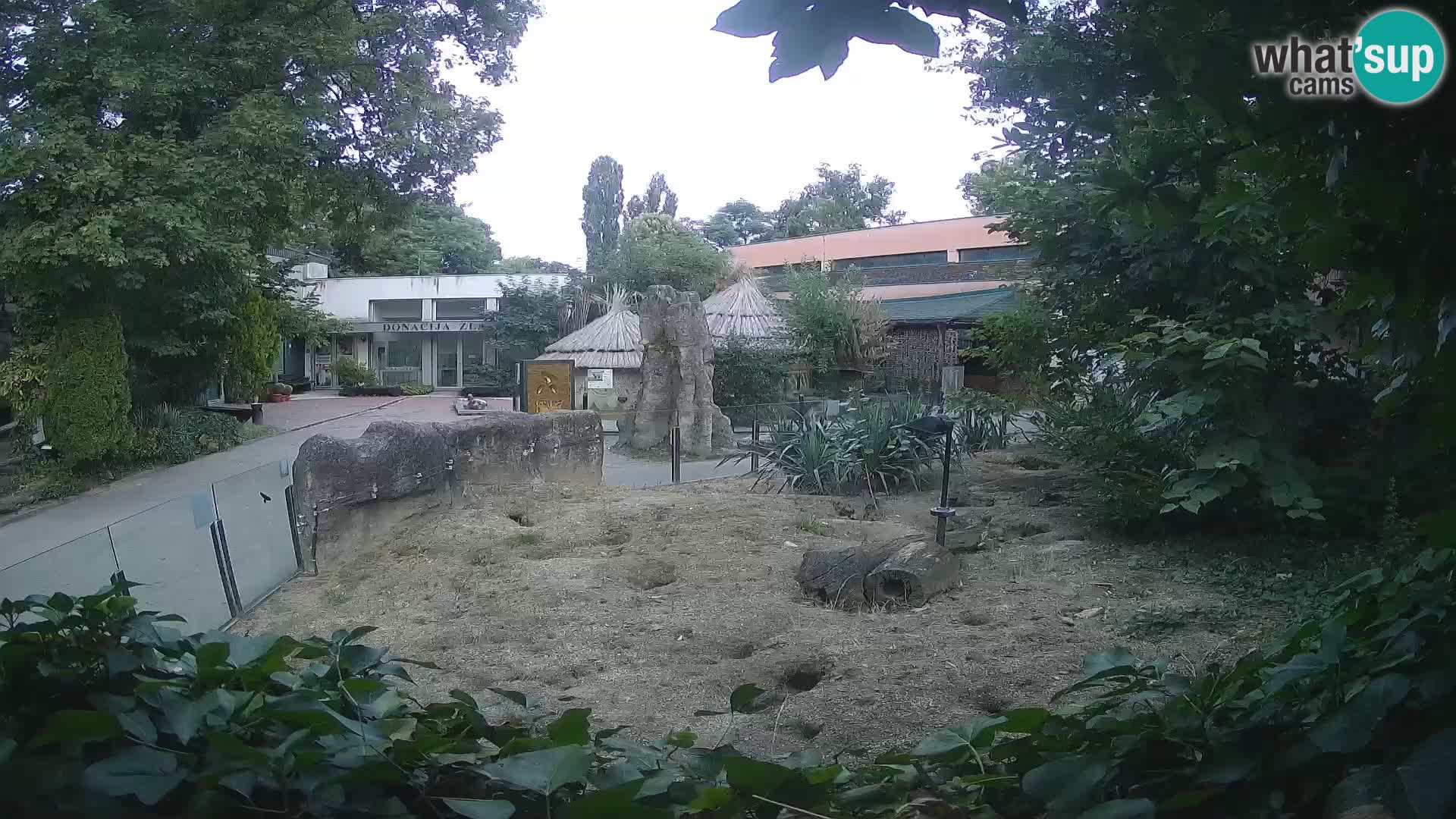 Zoo Zagreb – Merkat