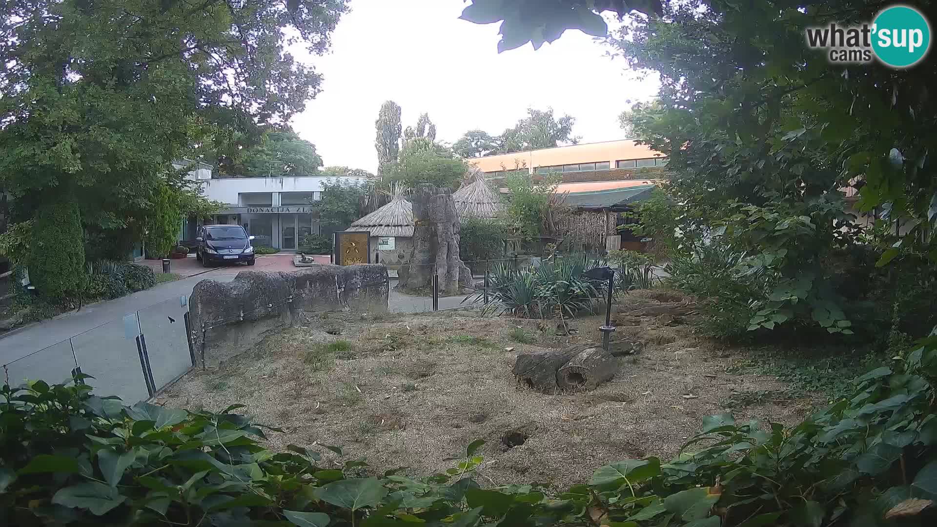Zoo Zagreb – Meerkat (Suricate)