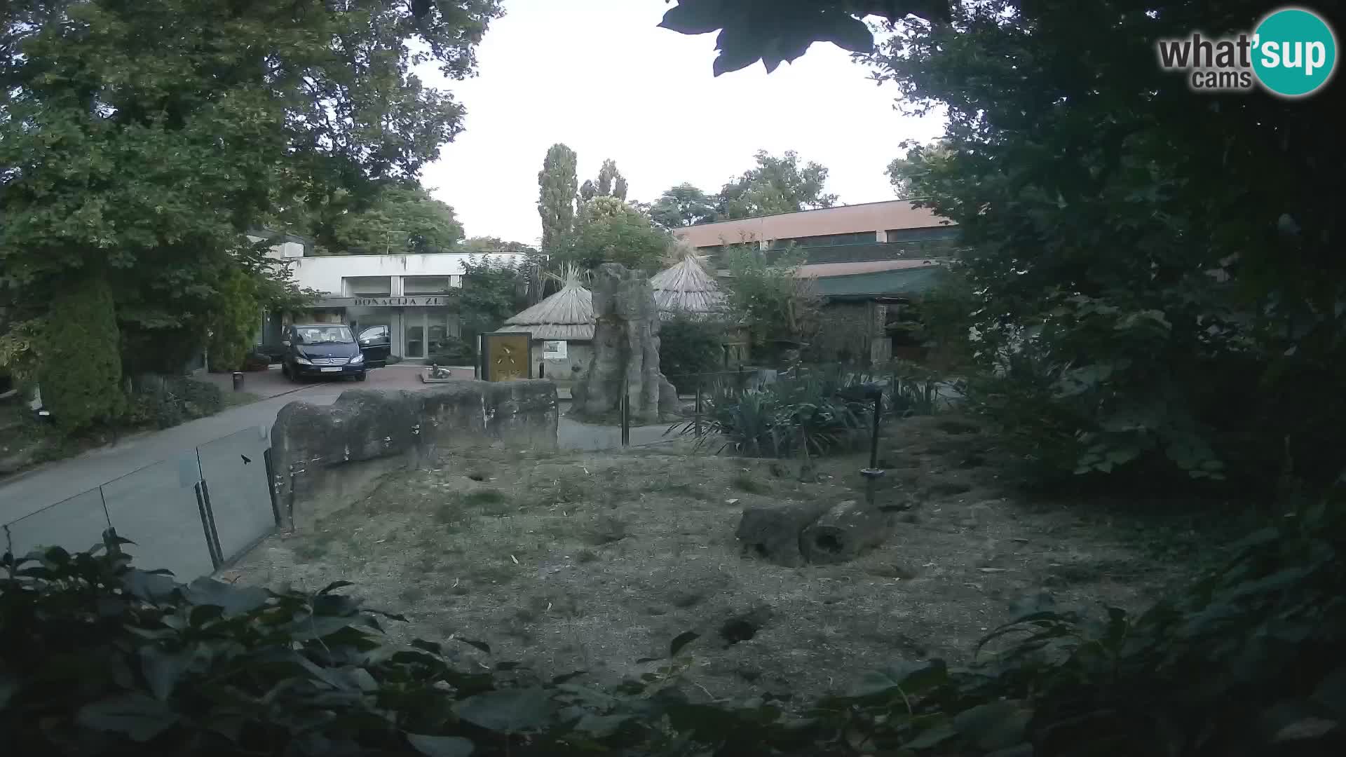 Zoo Zagreb – Meerkat (Suricate)
