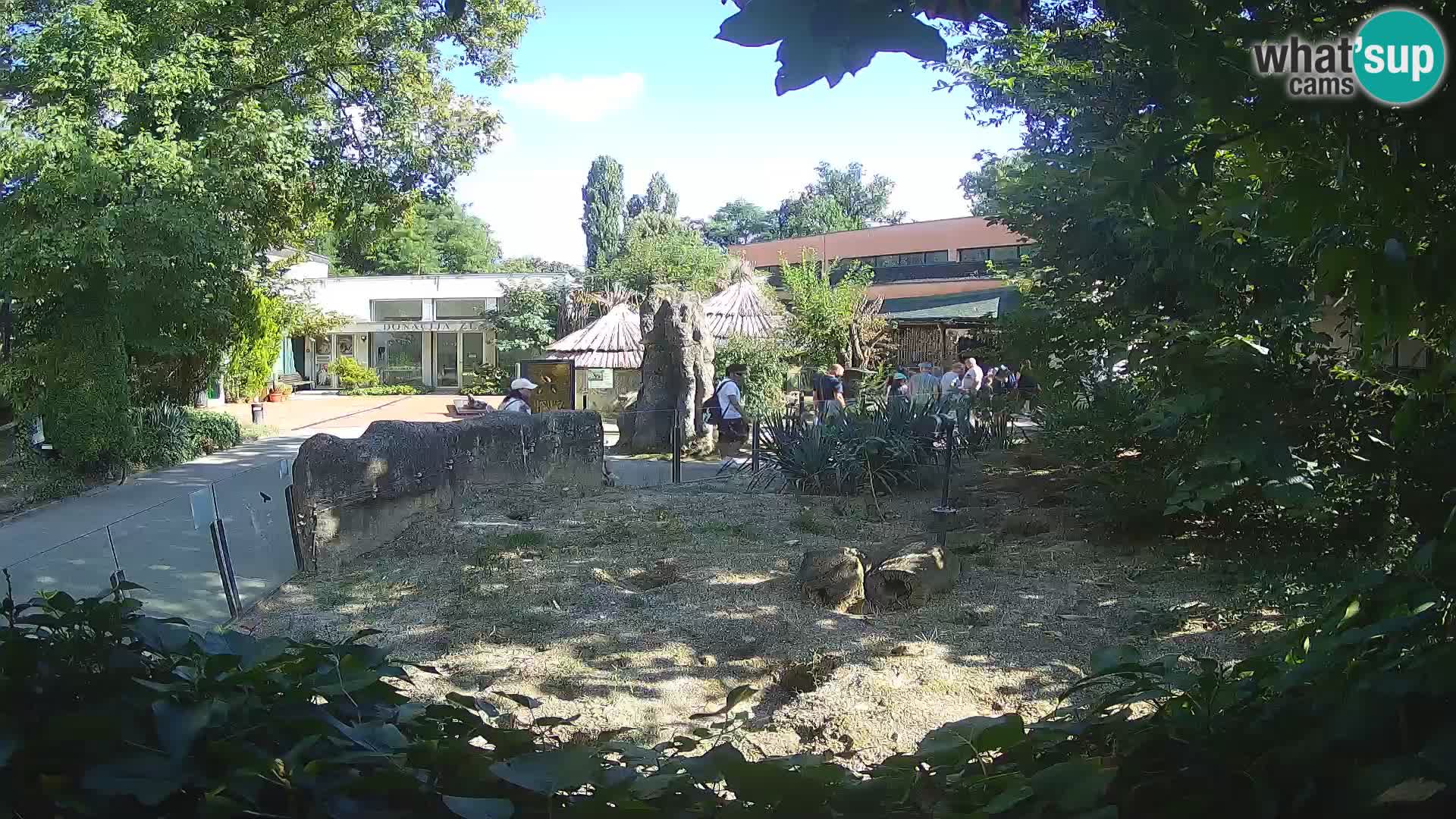 Zoo Zagreb – Merkat