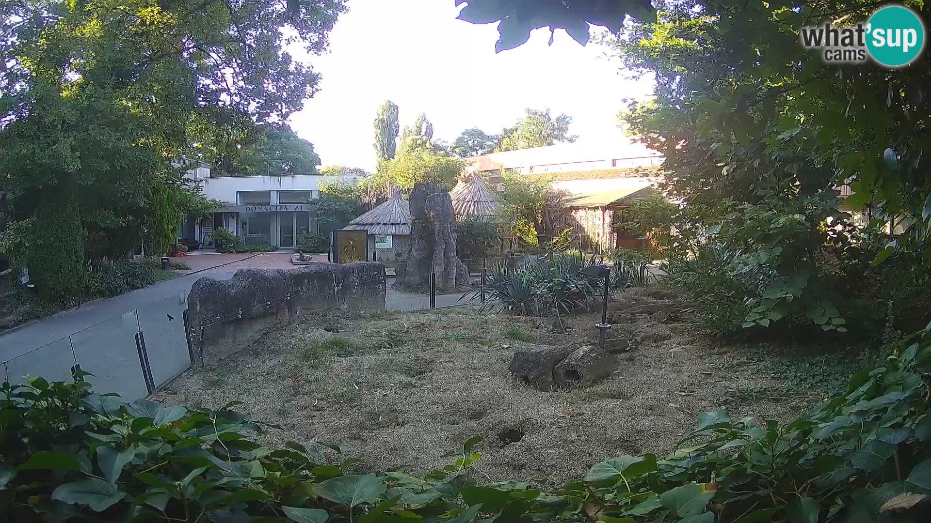 Zoo Zagreb – Suricata
