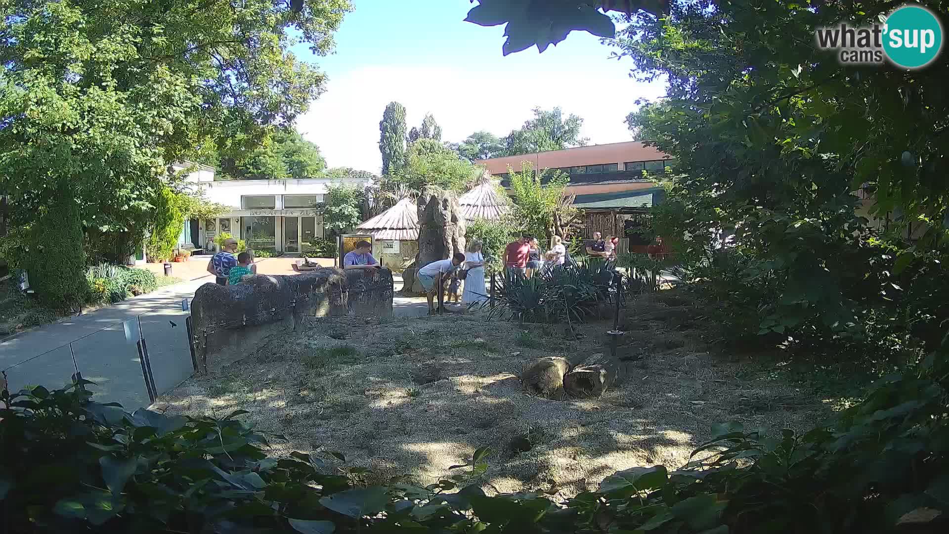 Zoo Zagreb – Merkat