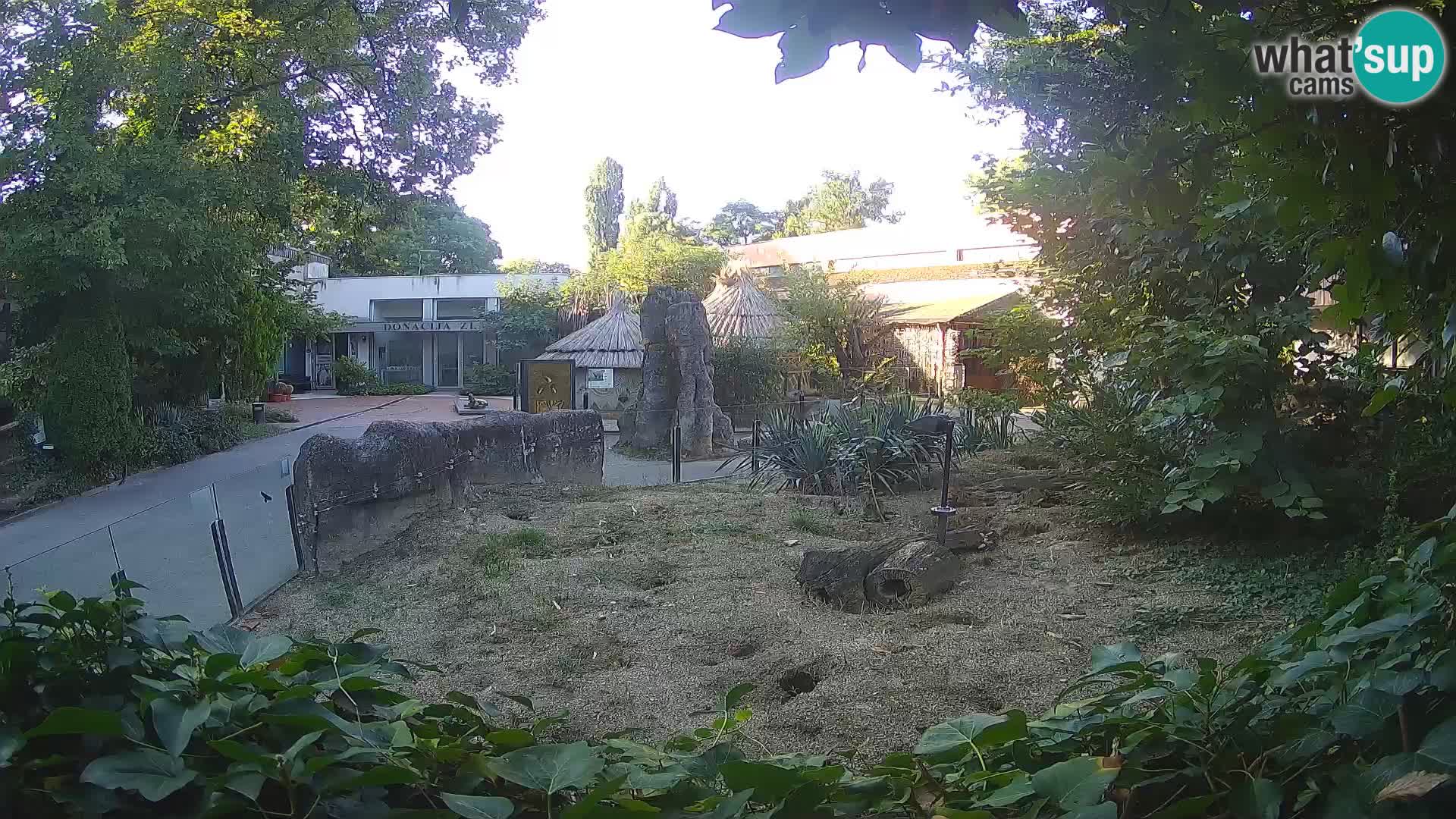 Zoo Zagreb – Suricata