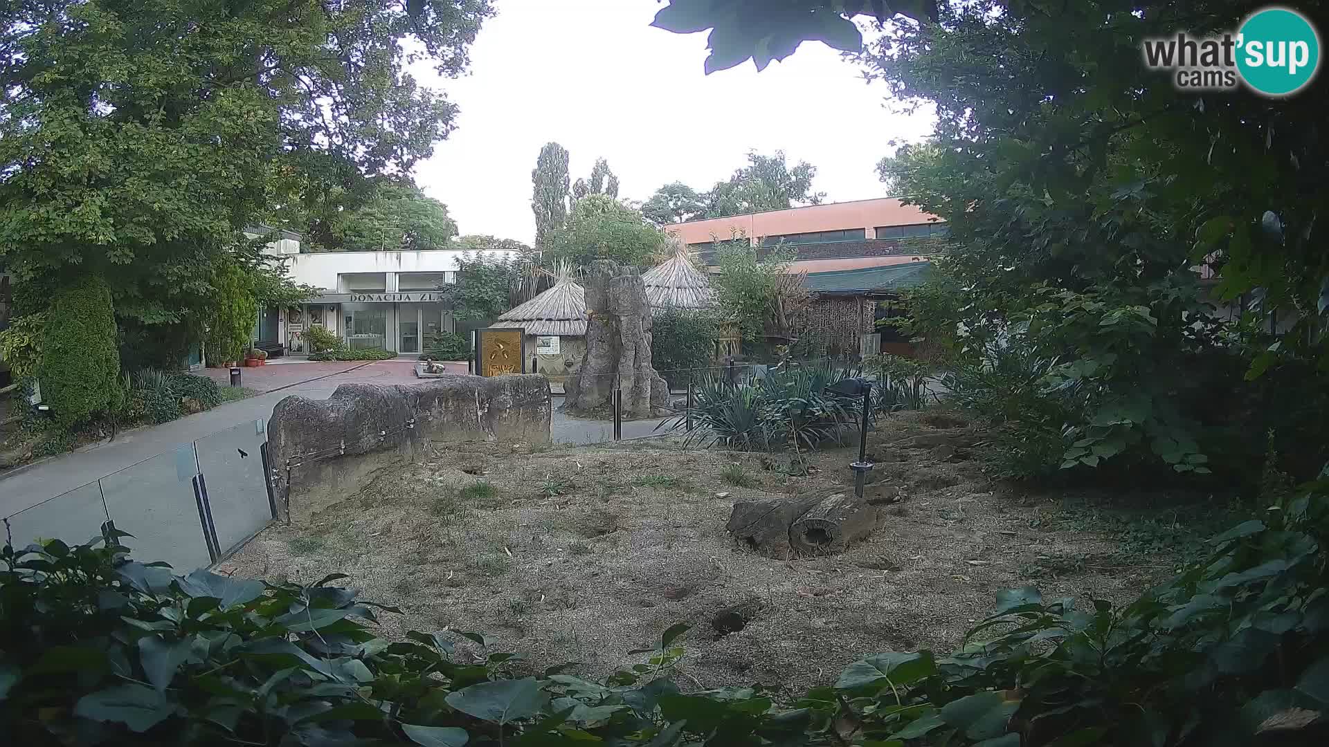 Zoo Zagreb – Merkat