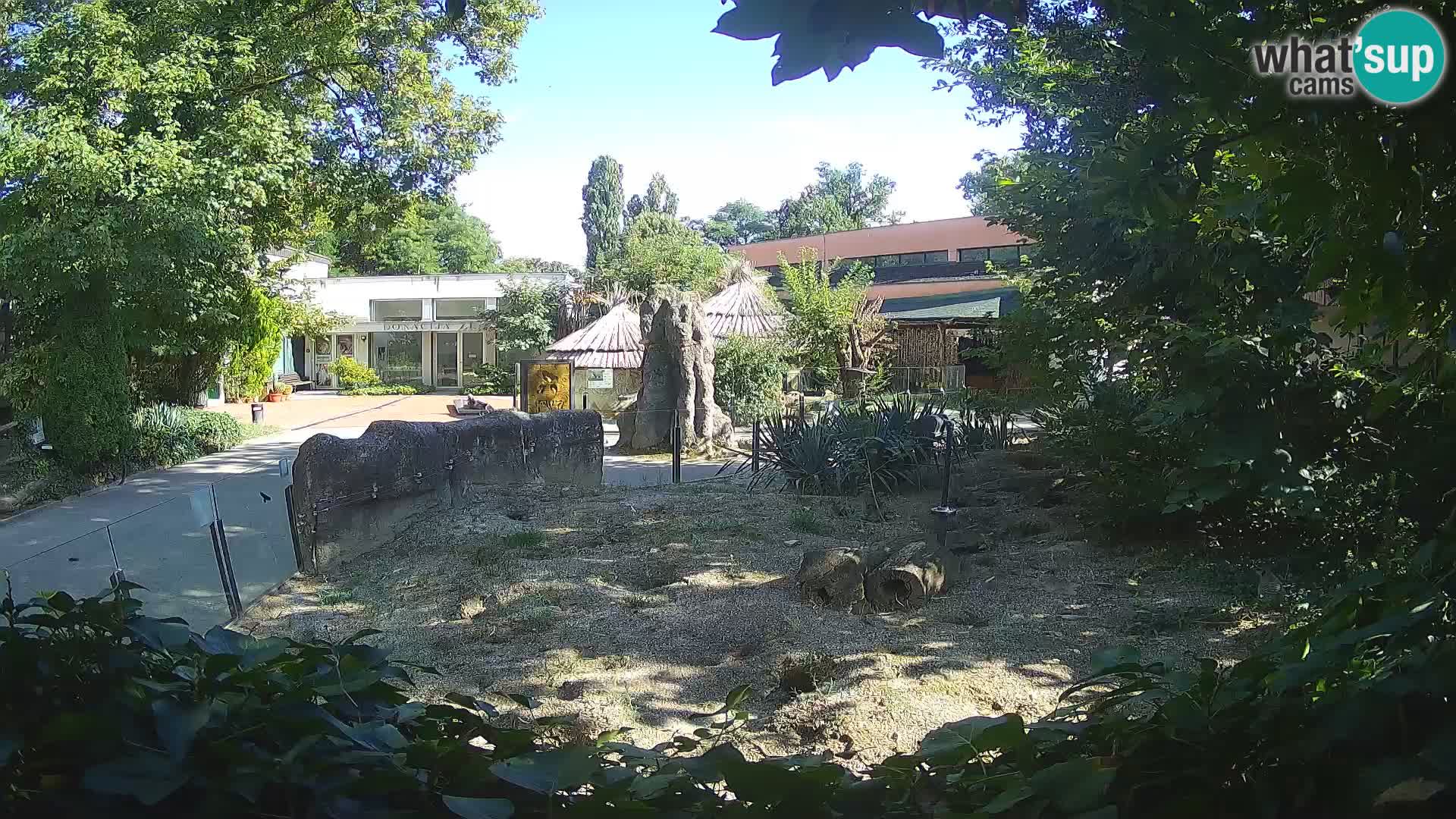 Zoo Zagreb – Suricate