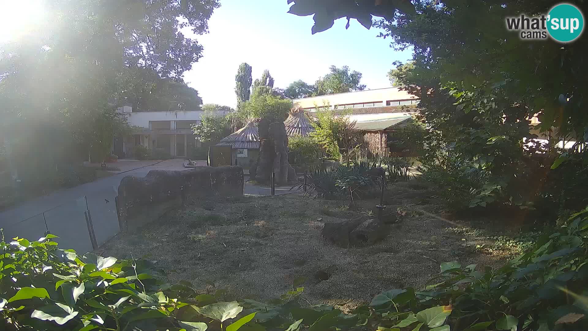 Zoo Zagreb – Suricata