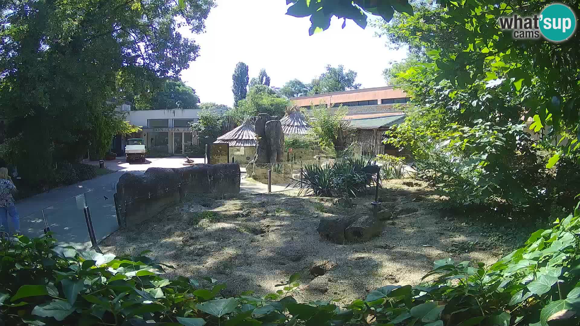 Zoo Zagreb – Suricata
