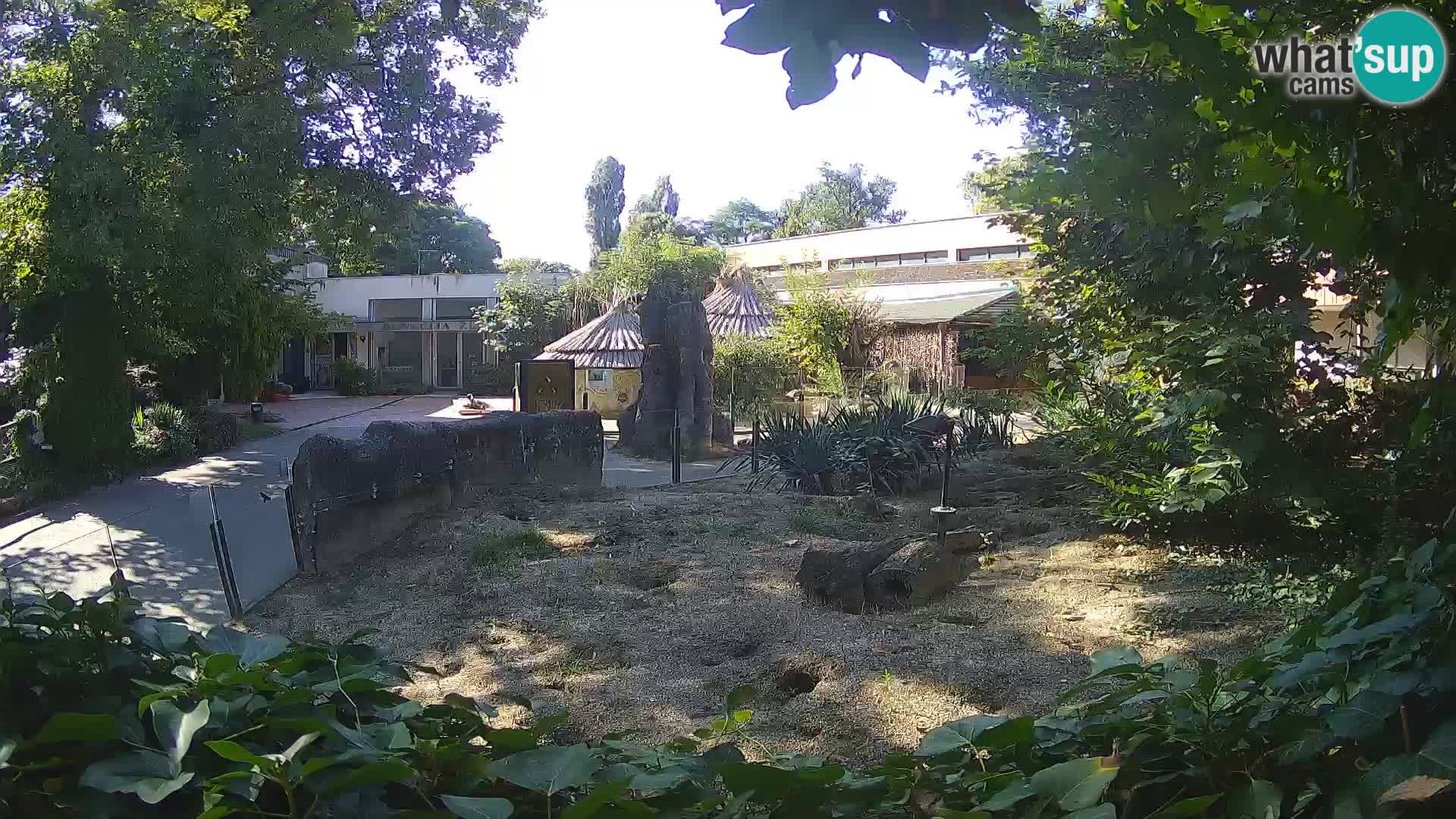 Zoo Zagreb – Suricate