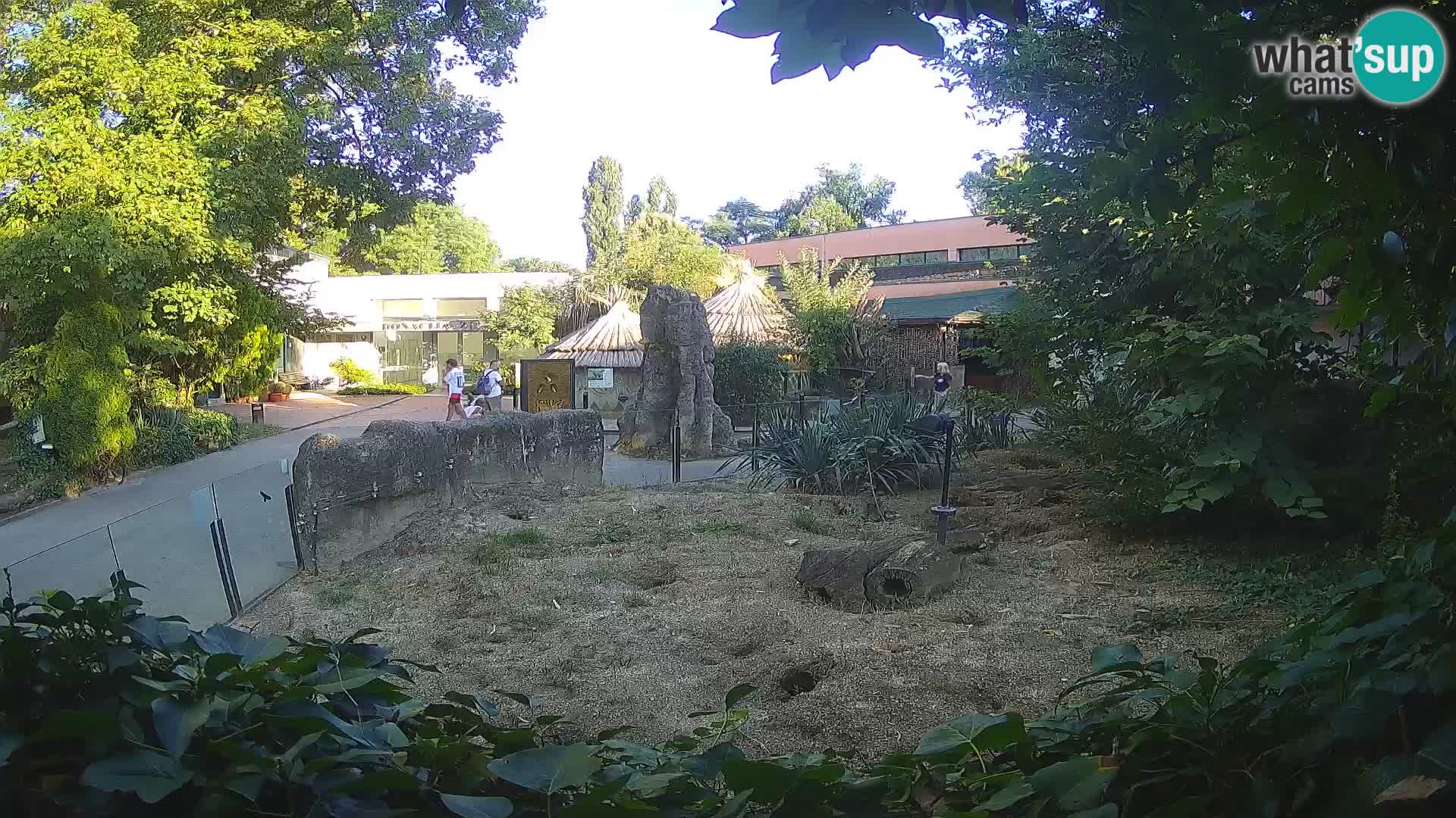Zoo Zagreb – Erdmännchen