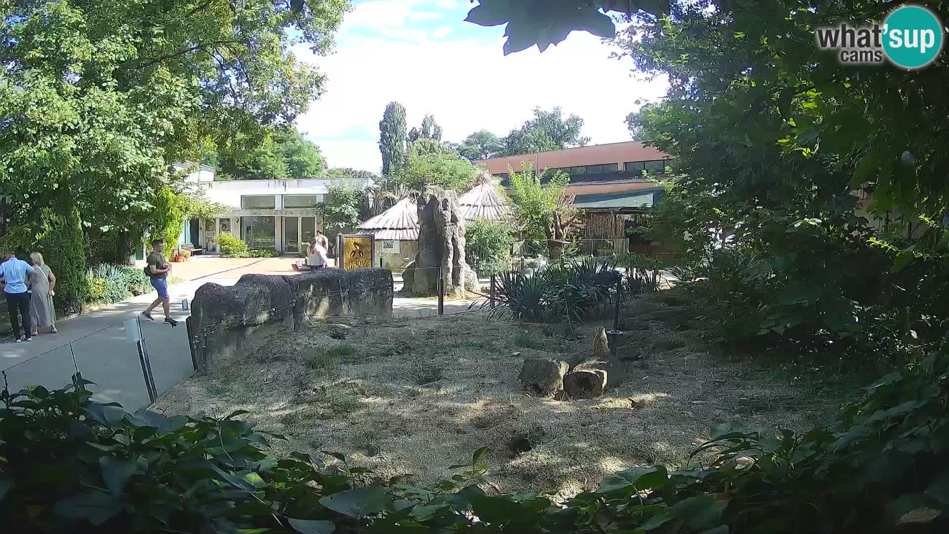 Zoo Zagreb – Suricata