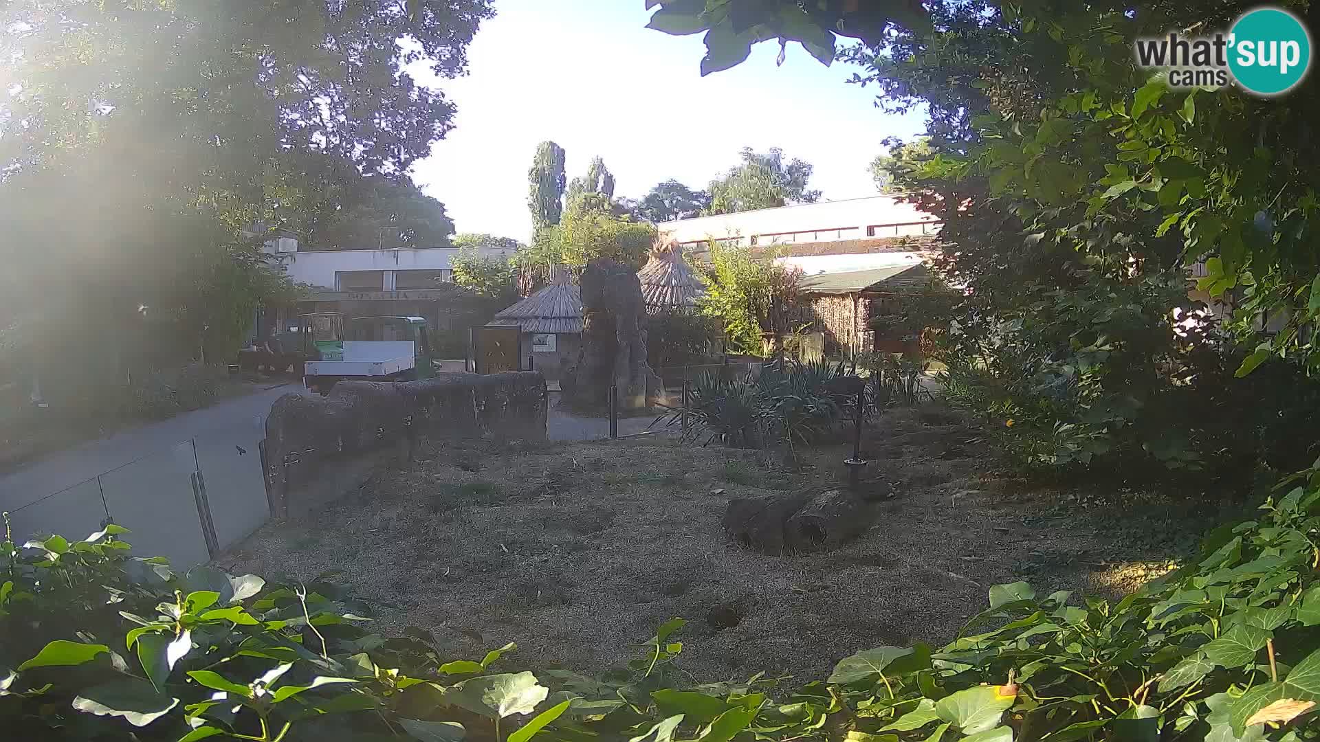 Zoo Zagreb – Meerkat (Suricate)