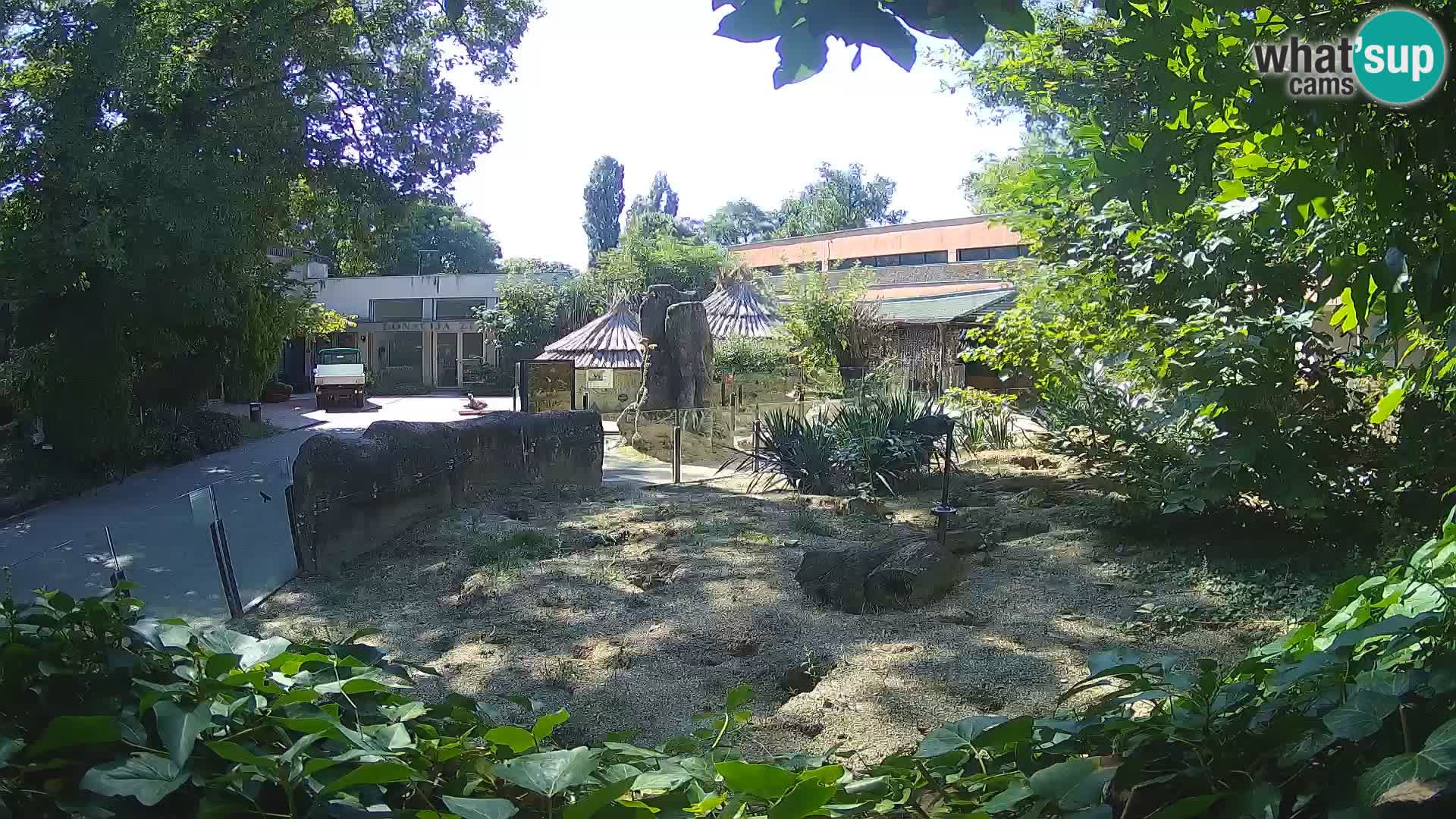 Zoo Zagreb – Suricata
