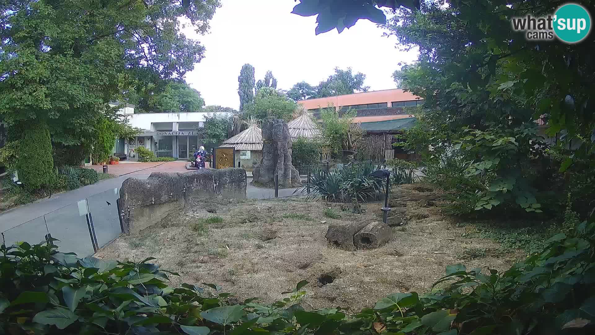 Zoo Zagreb – Suricata
