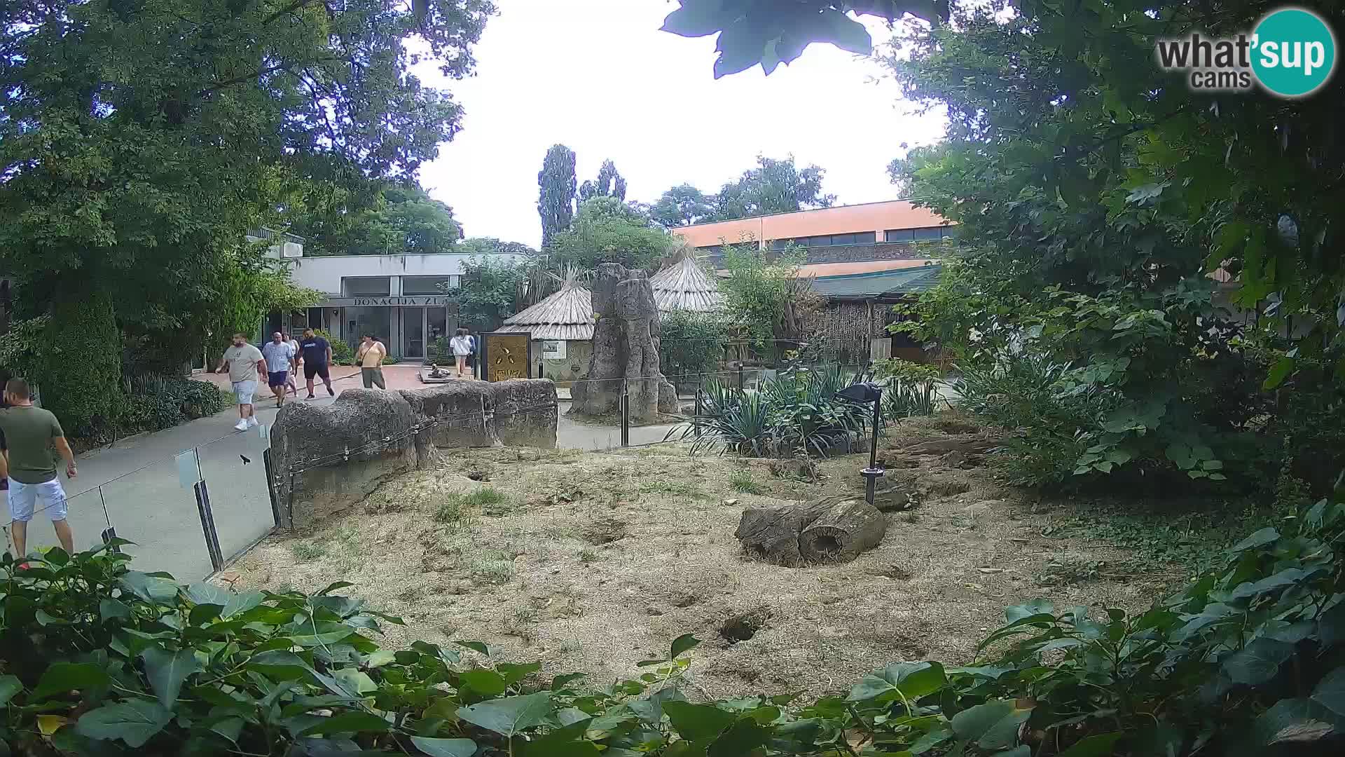 Zoo Zagreb – Suricata