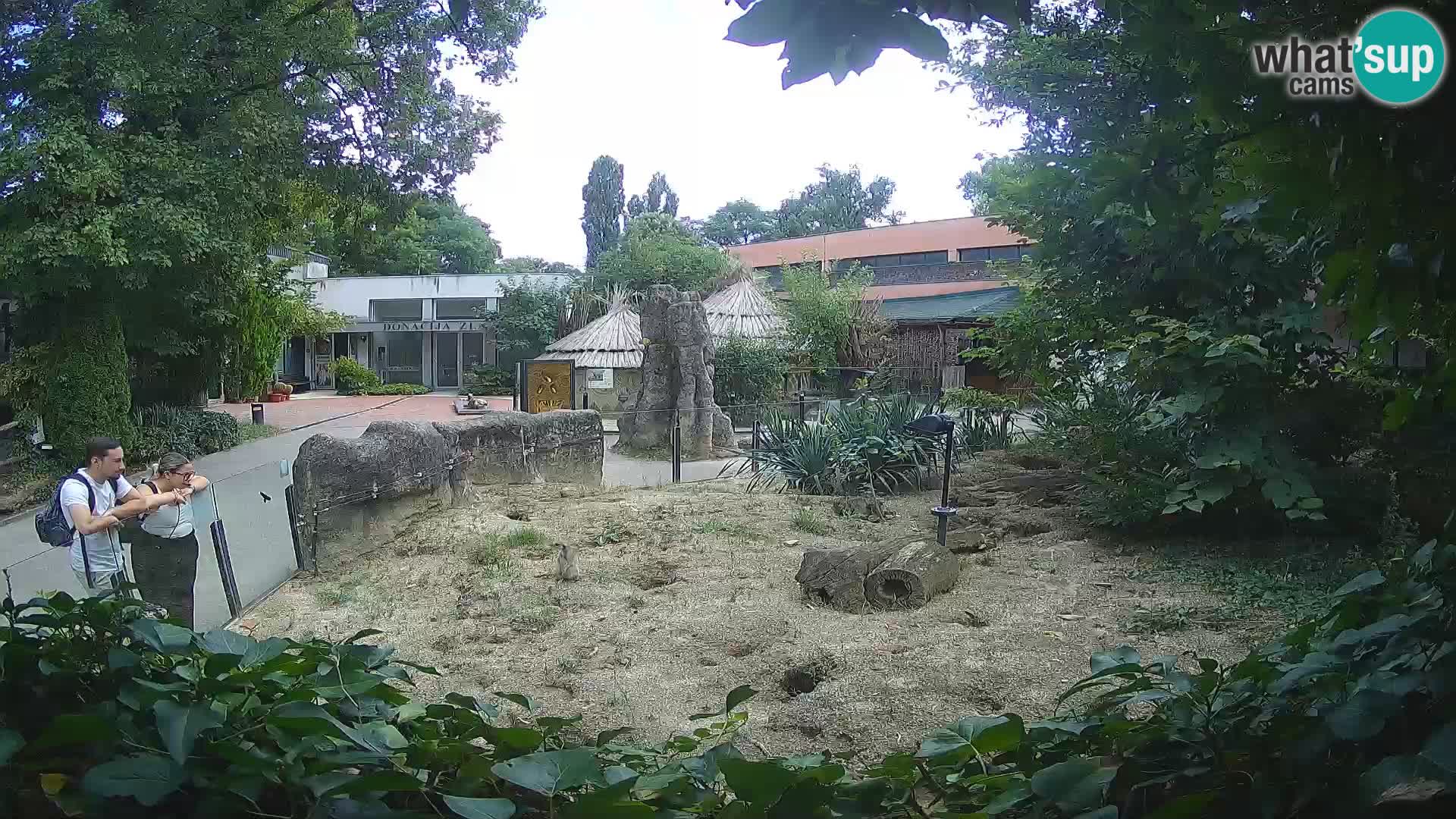 Zoo Zagreb – Surikate