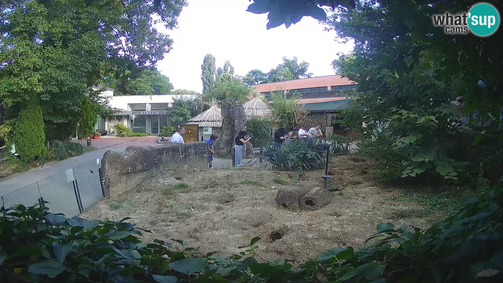 Zoo Zagreb – Meerkat (Suricate)